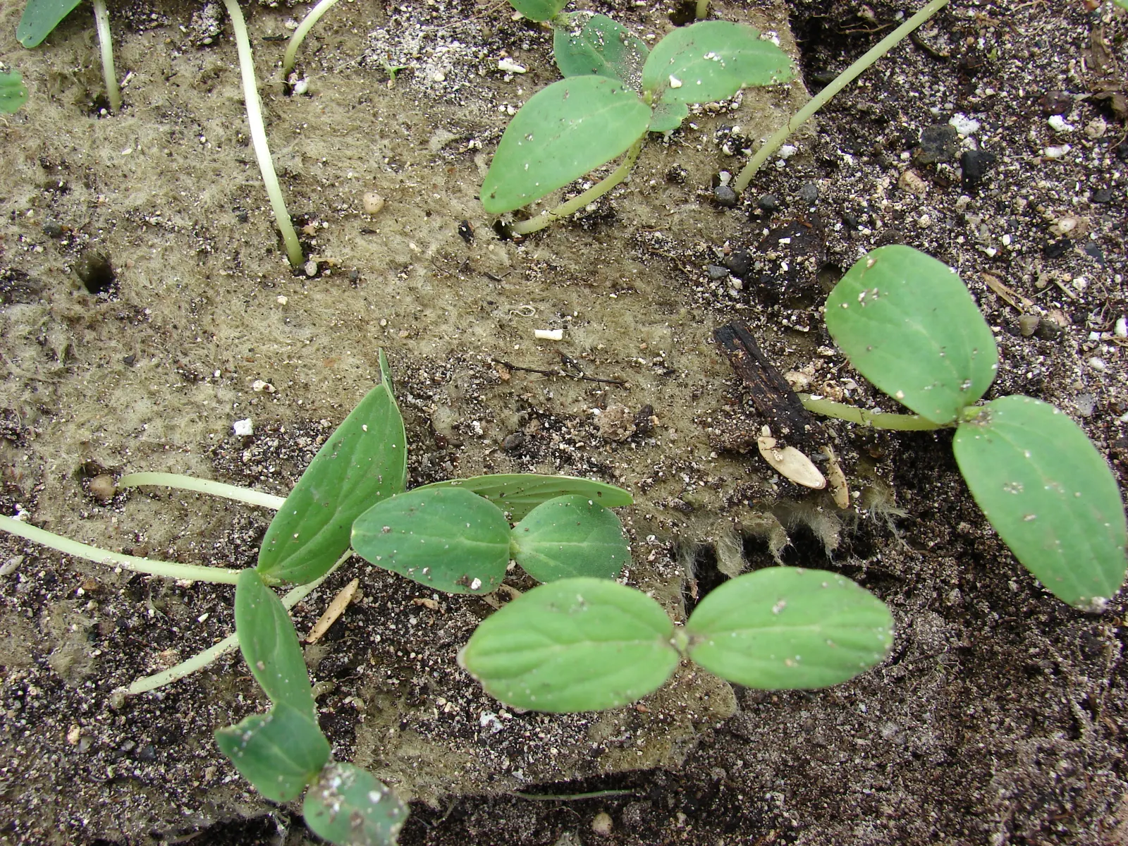 Watermelon (Citrullus Lanatus) — with a green rind and juicy; its sprawling growth reaches up to 20 ft, with large, lobed leaves and yellow blossoms, image 48