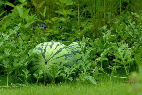 Watermelon (Citrullus Lanatus) — The site should receive a steady 6 to 8 hours of direct sunlight daily; watermelons generally mature around 80 to, image 56