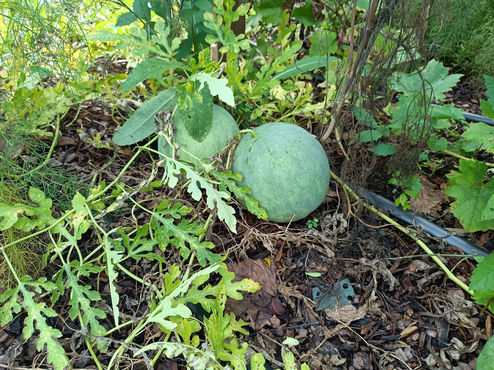Watermelon (Citrullus Lanatus) — ensuring deep soil moisture - typically about 1 to 2 inches of water per week.<br><br>The fruit varies in size; watermelon