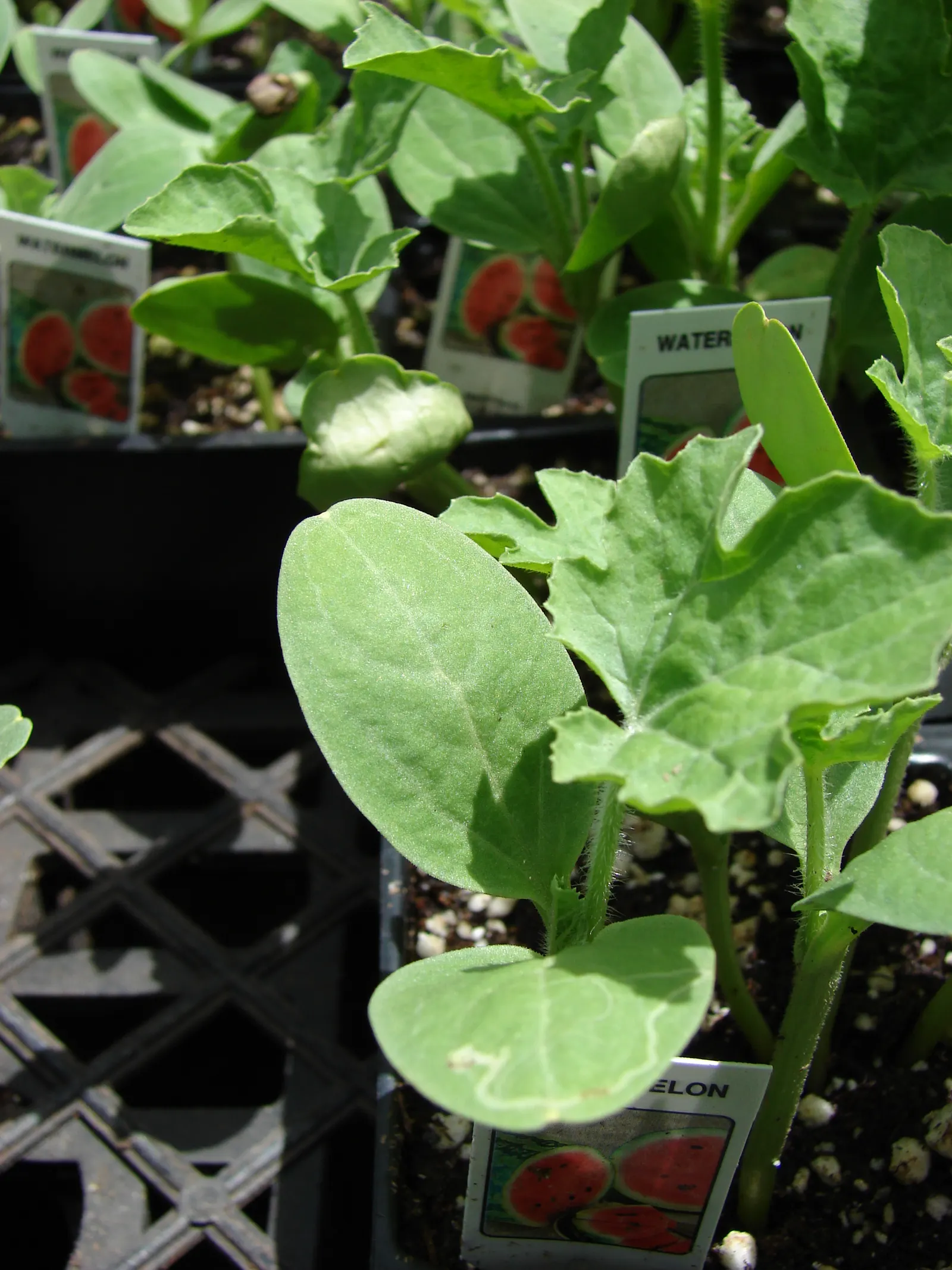 Watermelon (Citrullus Lanatus) — hydrating flesh and is not only an edible delight but can also add a lush; support structures are not typically, image 53