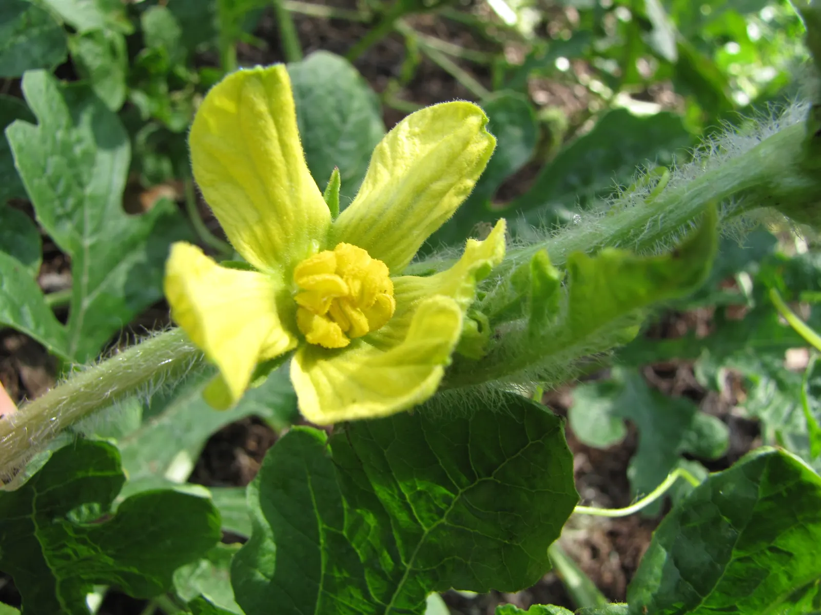 Watermelon (Citrullus Lanatus) — it is essential to allocate ample space as the vines can extend up to 20 feet in length; watermelon (Citrullus lanatus) is an