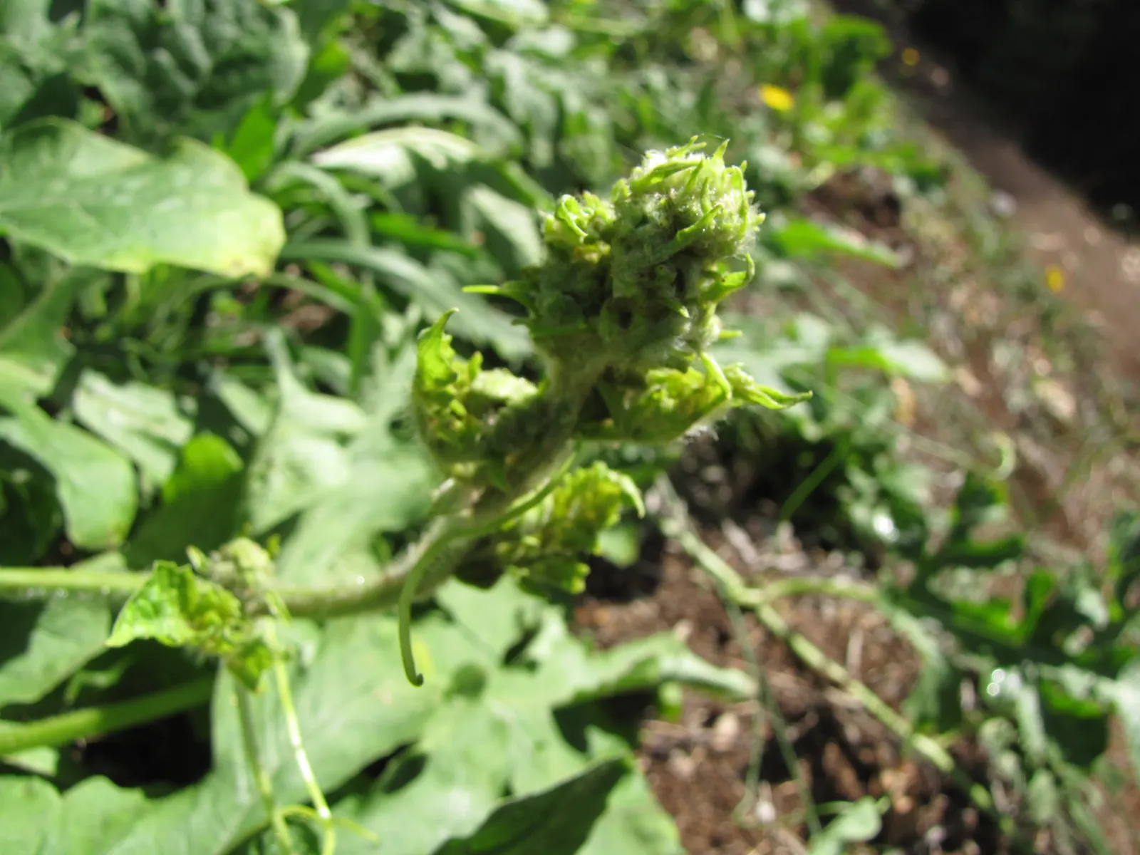 Watermelon (Citrullus Lanatus) — The site should receive a steady 6 to 8 hours of direct sunlight daily; watermelons generally mature around 80 to 100 days