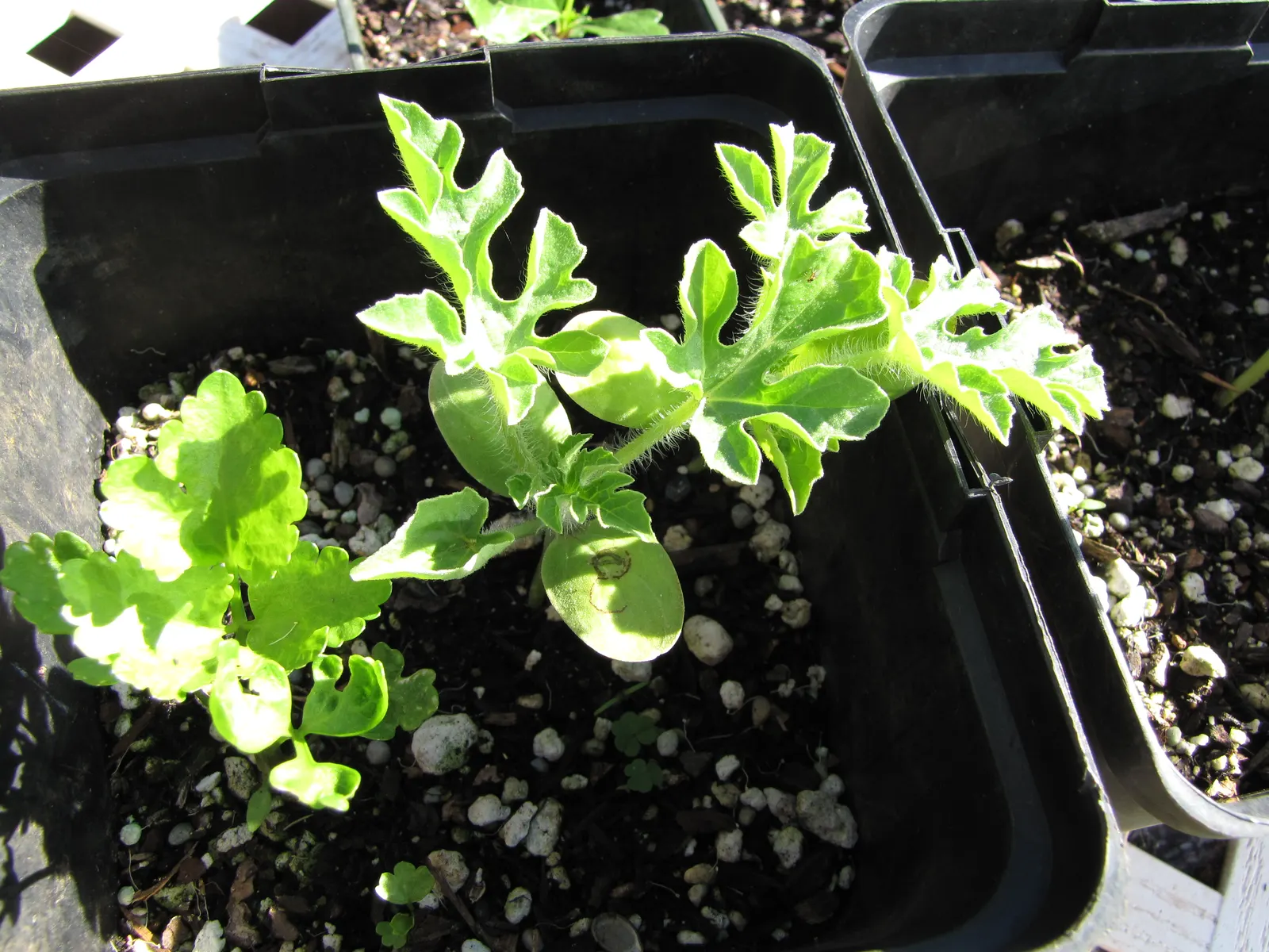 Watermelon (Citrullus Lanatus) — For an attractive garden layout; and the vines require a consistent watering schedule