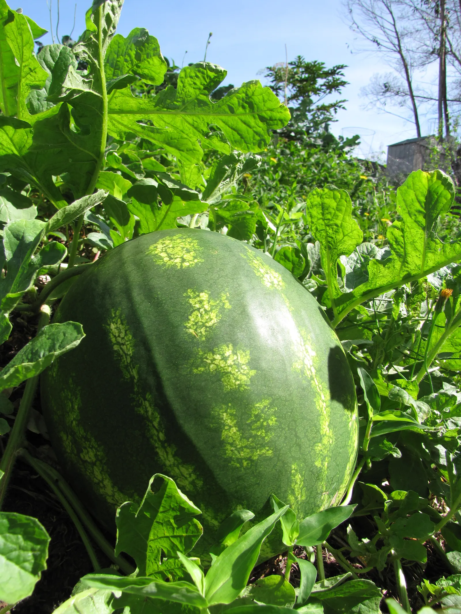 Watermelon (Citrullus Lanatus) — consider companion planting with flowers that attract pollinators to aid in the fruiting process