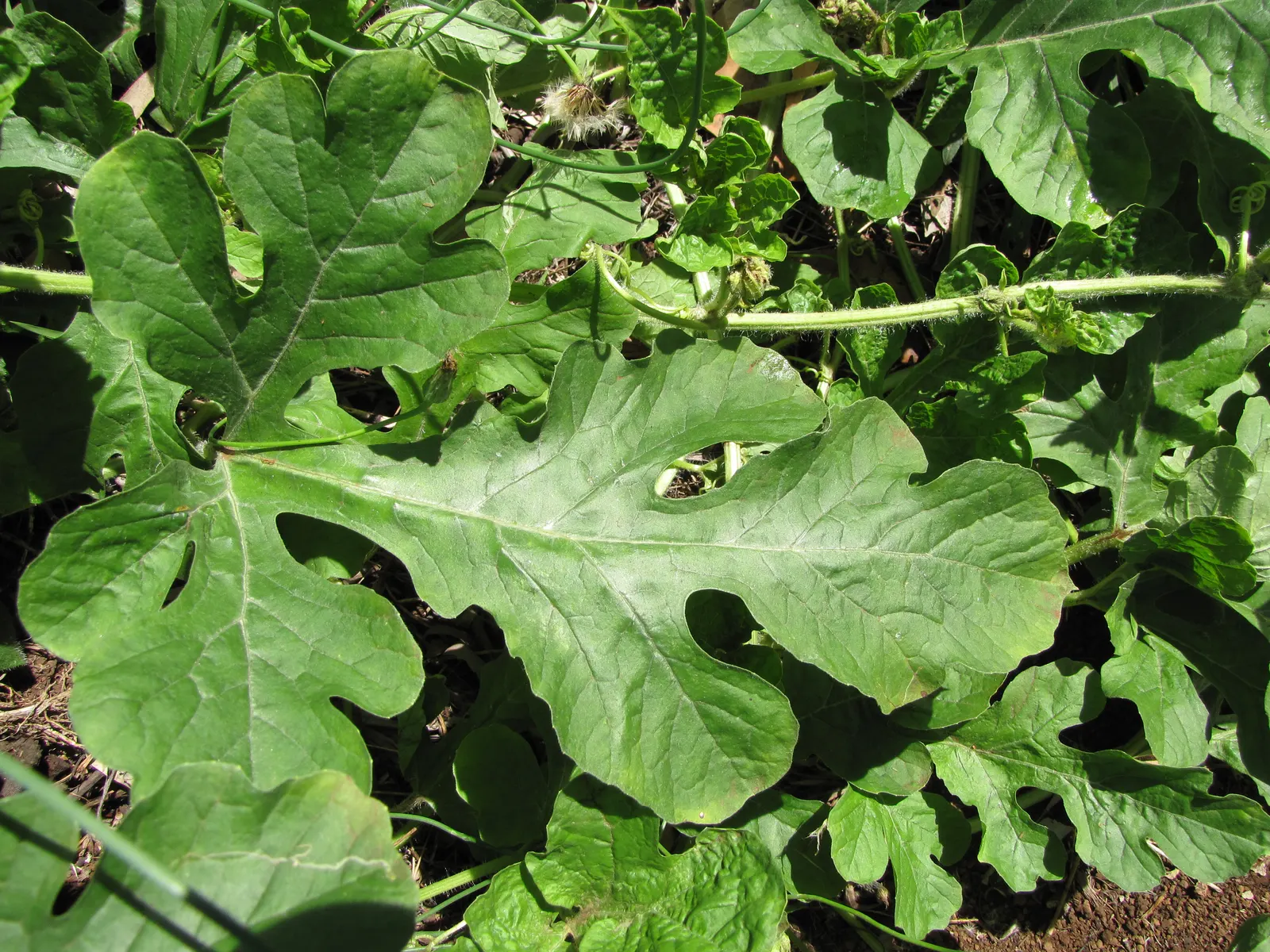Watermelon (Citrullus Lanatus) — vegetable / vine for full