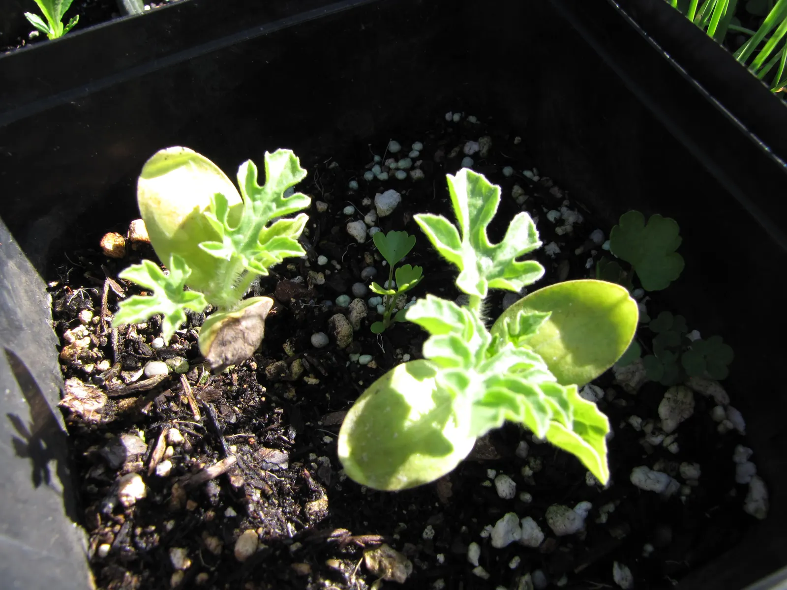 Watermelon (Citrullus Lanatus) — Watermelon (Citrullus lanatus) is an annual fruiting vine requiring ample space; with a green rind and juicy, image 45