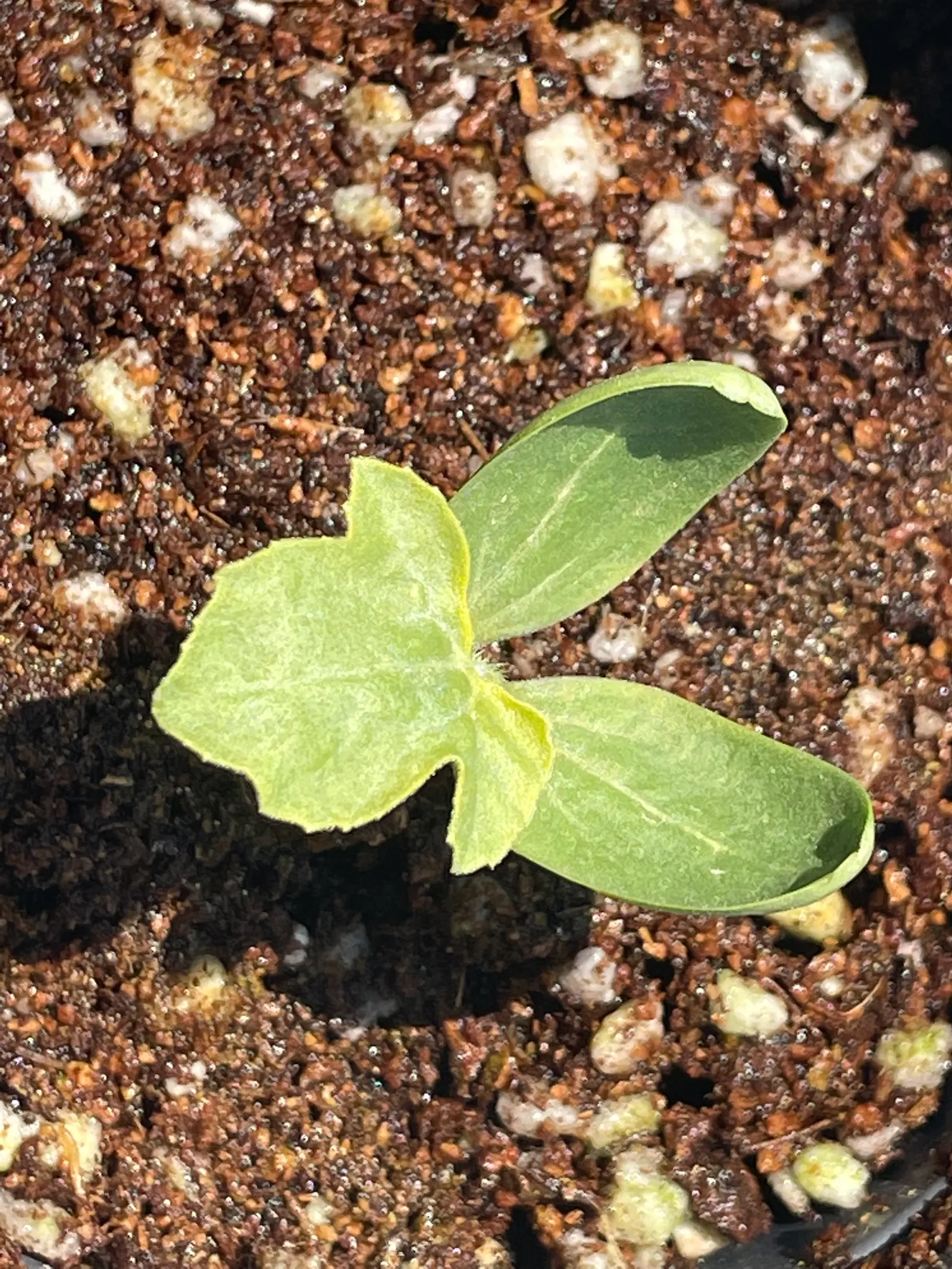 Watermelon (Citrullus Lanatus) — Its sprawling growth reaches up to 20 ft, with large, lobed leaves and yellow blossoms