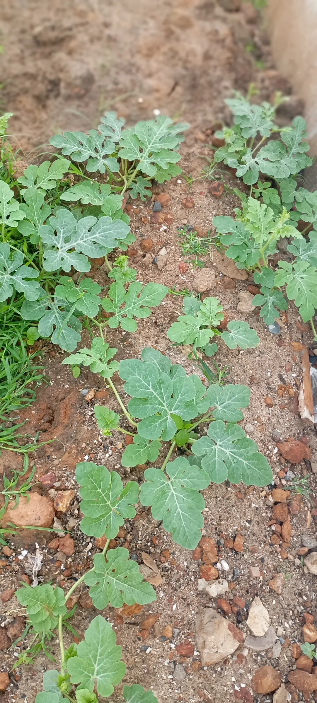 Watermelon (Citrullus Lanatus) — sunny conditions with well-drained soil; watermelon plants thrive in full sun and prefer loamy, well-draining soil, image 46