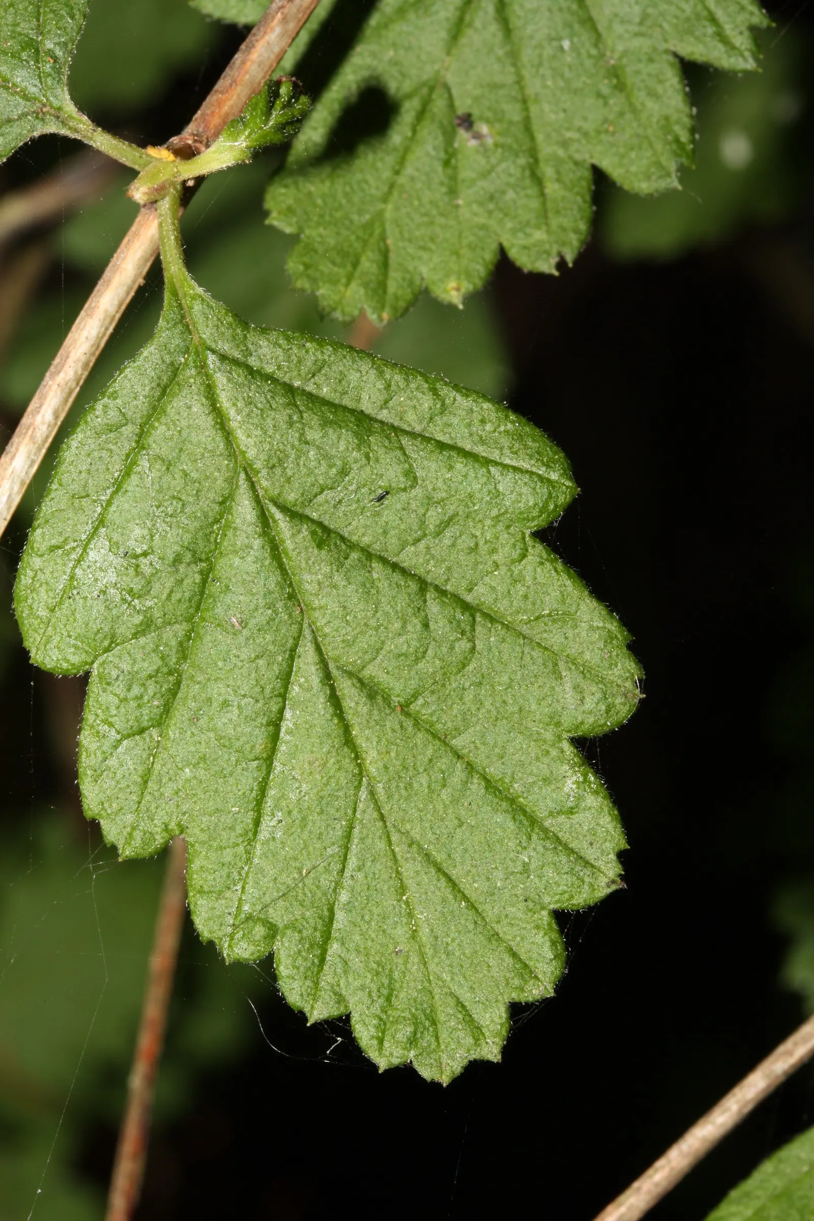 Ocean Spray (Holodiscus Discolor) — prefers full sun to partial shade; and is drought tolerant once established