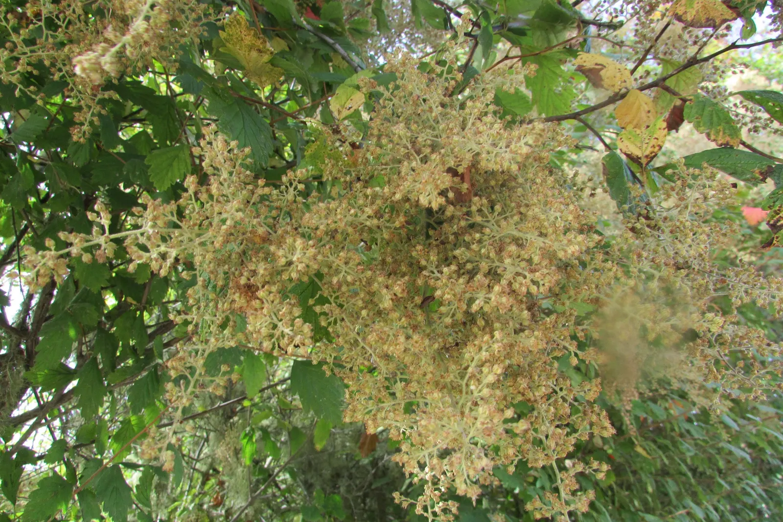 Ocean Spray (Holodiscus Discolor) — demonstrating adaptability to a range of soil conditions