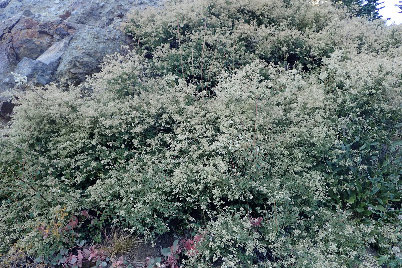 Ocean Spray (Holodiscus Discolor) — adding seasonal interest to your client's garden