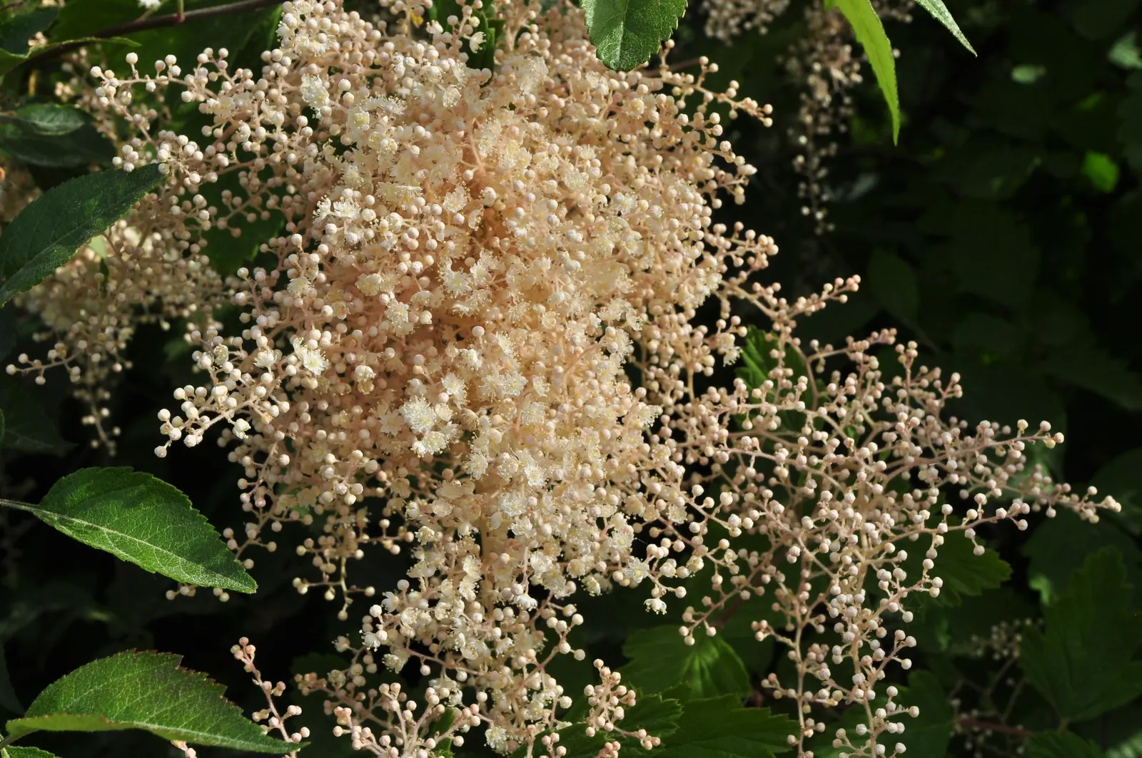 Ocean Spray (Holodiscus Discolor) — Perfect for naturalized or wildlife gardens, it attracts bees and butterflies