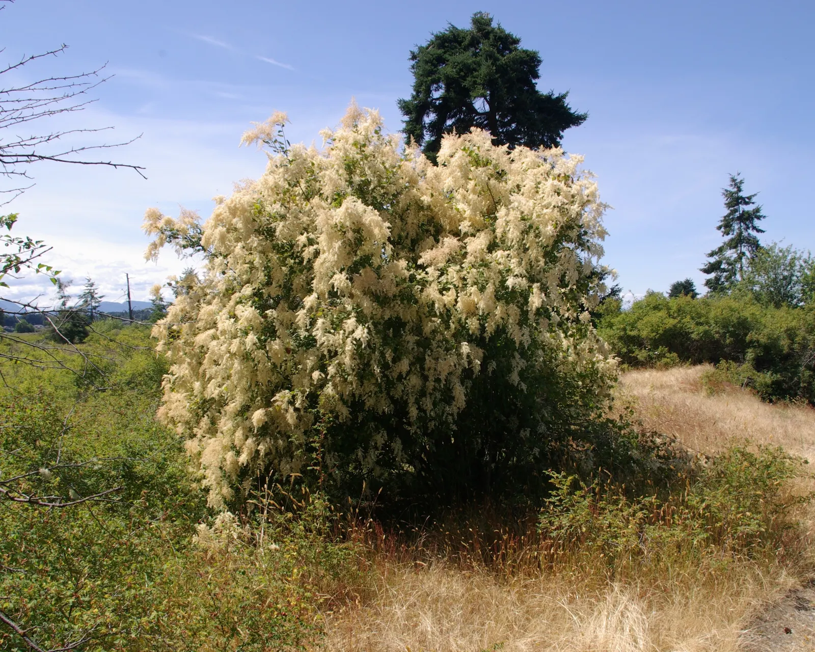 Ocean Spray (Holodiscus Discolor) — This deciduous shrub thrives in USDA zones 5-9; shrub with white blooms