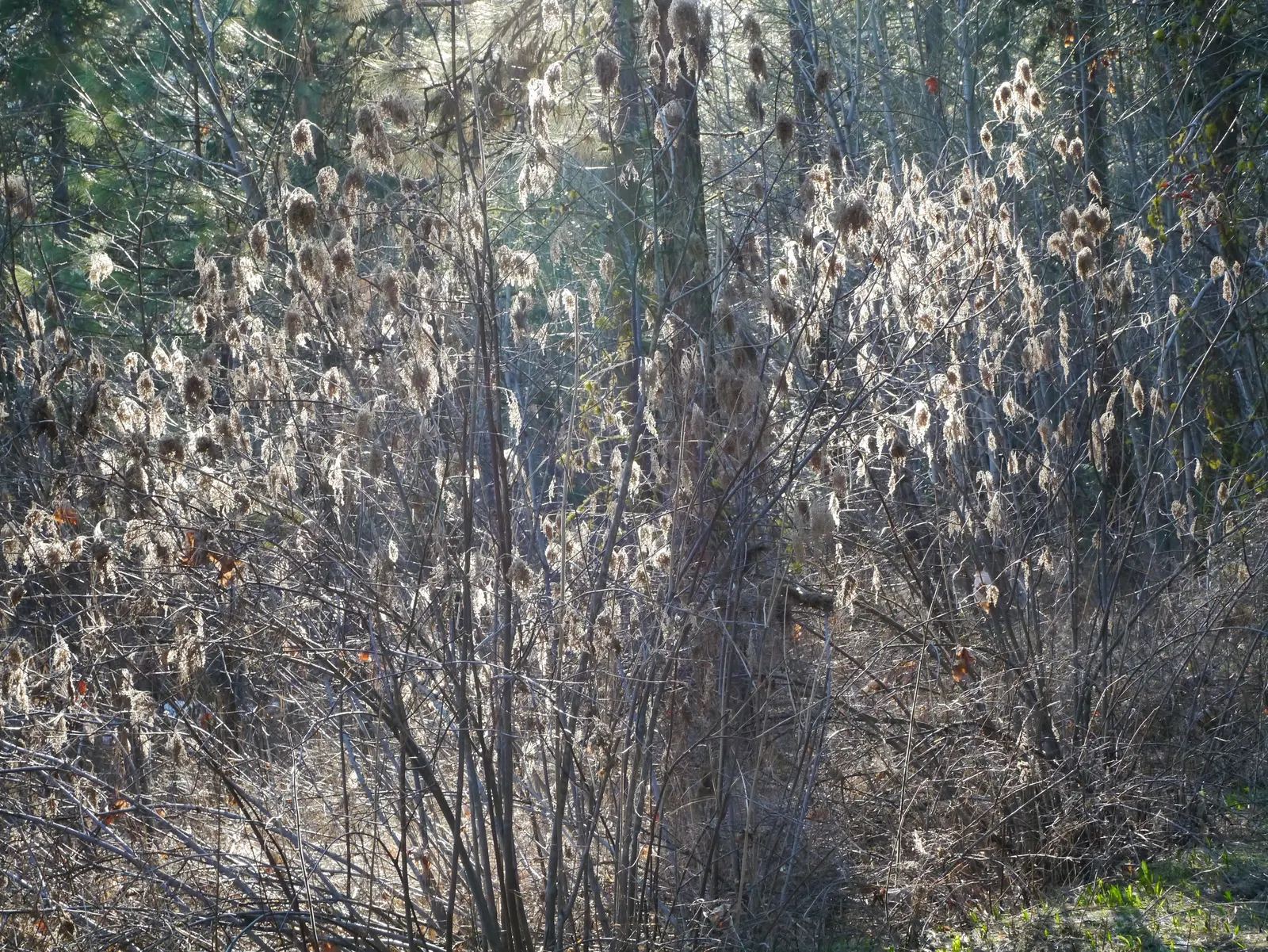 Ocean Spray (Holodiscus Discolor) — demonstrating adaptability to a range of soil conditions; slightly arching form to landscape designs