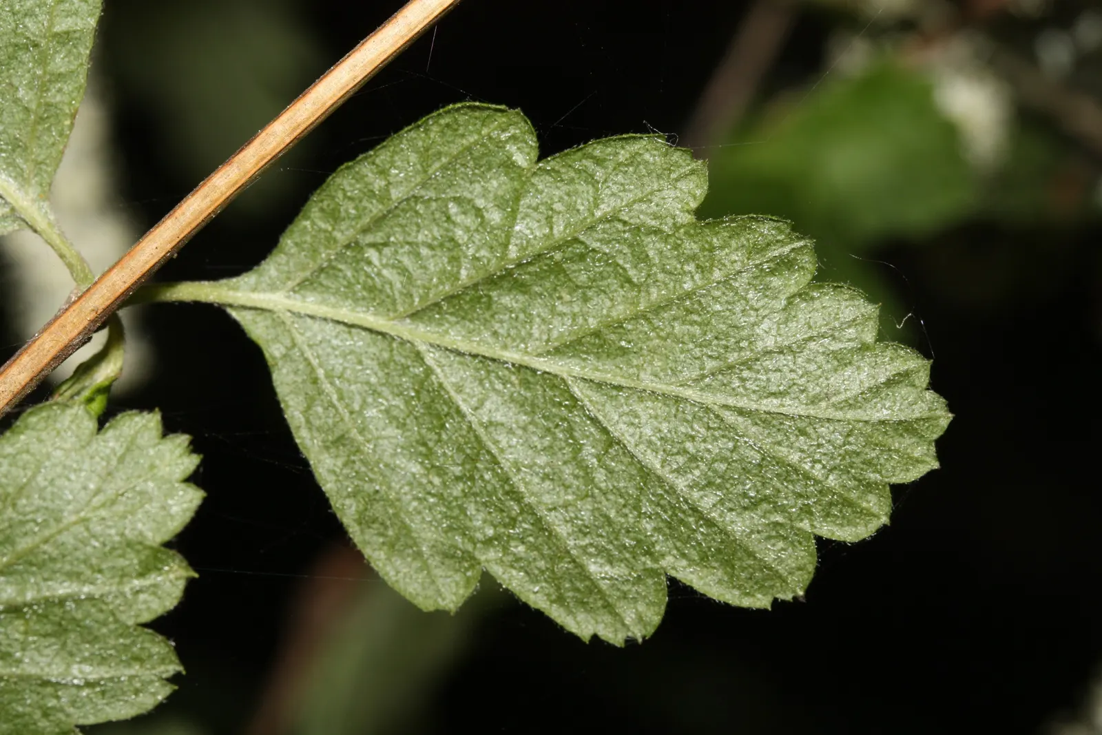 Ocean Spray (Holodiscus Discolor) — though it prefers well-drained loamy or sandy soils; it boasts a drought-tolerant nature