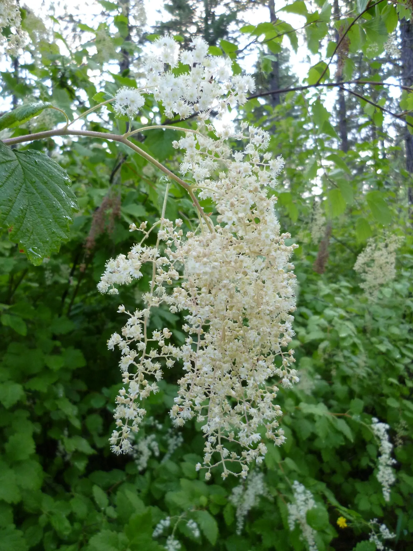 Ocean Spray (Holodiscus Discolor) — which provides its common name; the shrub's distinctive 5 to 8-inch-long flower panicles bloom profusely in late spring to