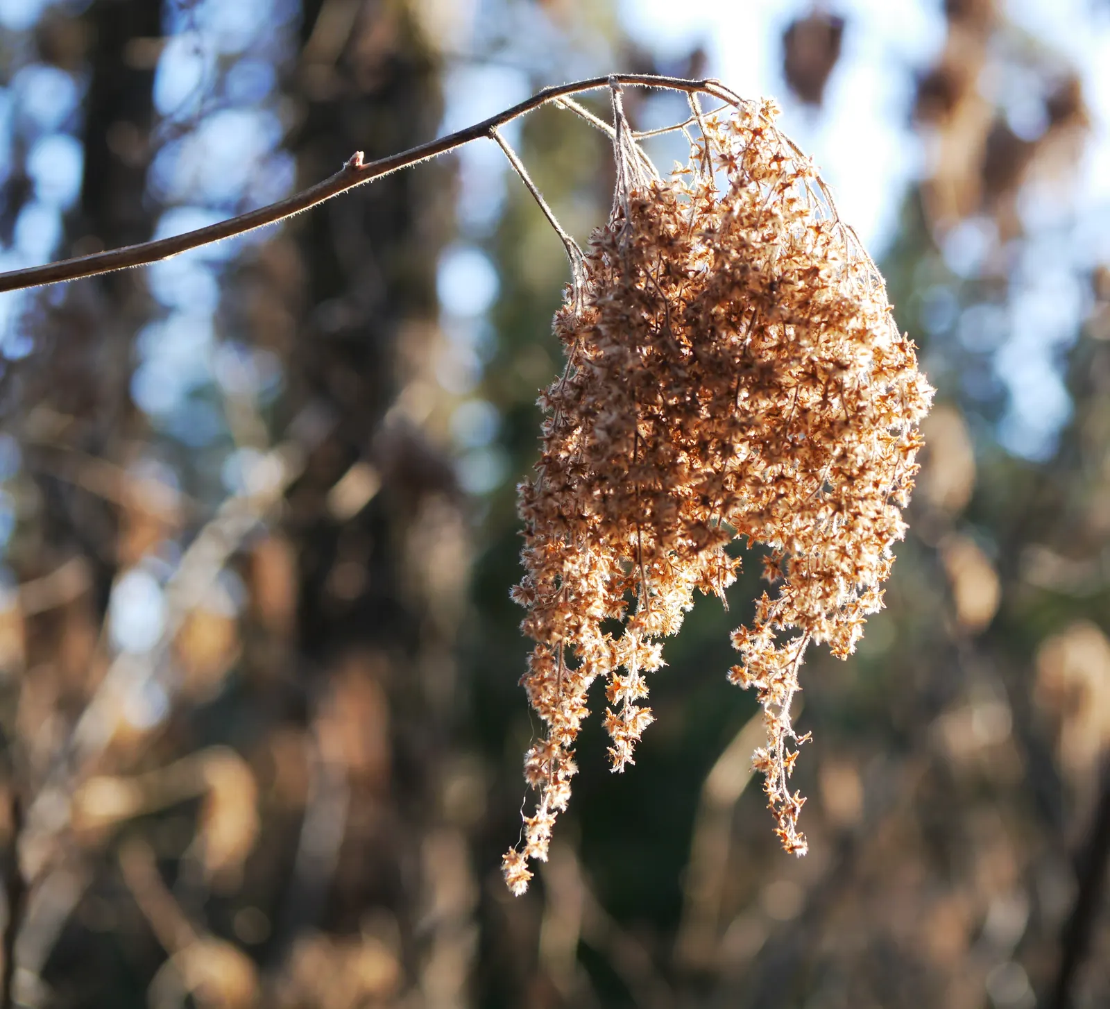 Ocean Spray (Holodiscus Discolor) — The shrub's distinctive 5 to 8-inch-long flower panicles bloom profusely in late spring to early summer; white flowers in