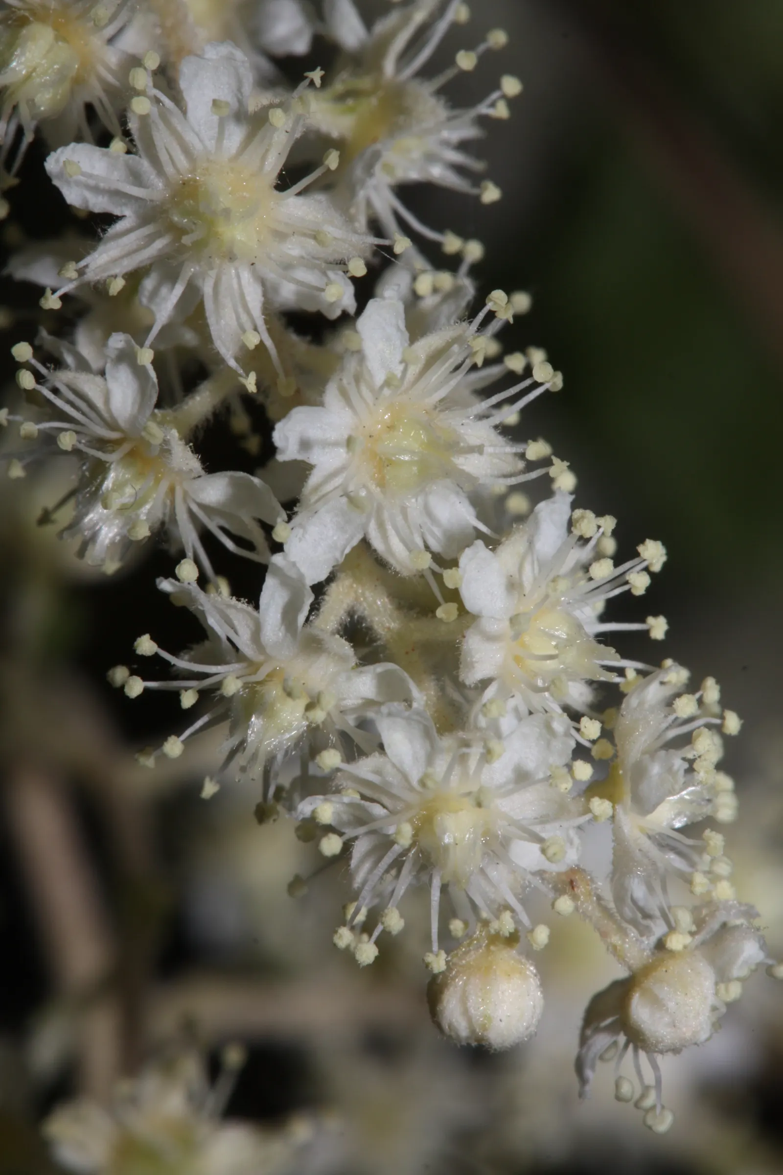 Ocean Spray (Holodiscus Discolor) — Perfect for naturalized or wildlife gardens, it attracts bees and butterflies; making it an excellent option for