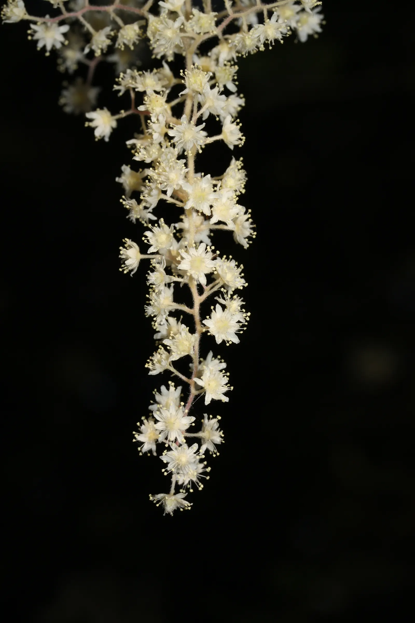Ocean Spray (Holodiscus Discolor) — <br><br>The Ocean Spray's foliage starts with a shade of green which transitions to a delicate yellow
