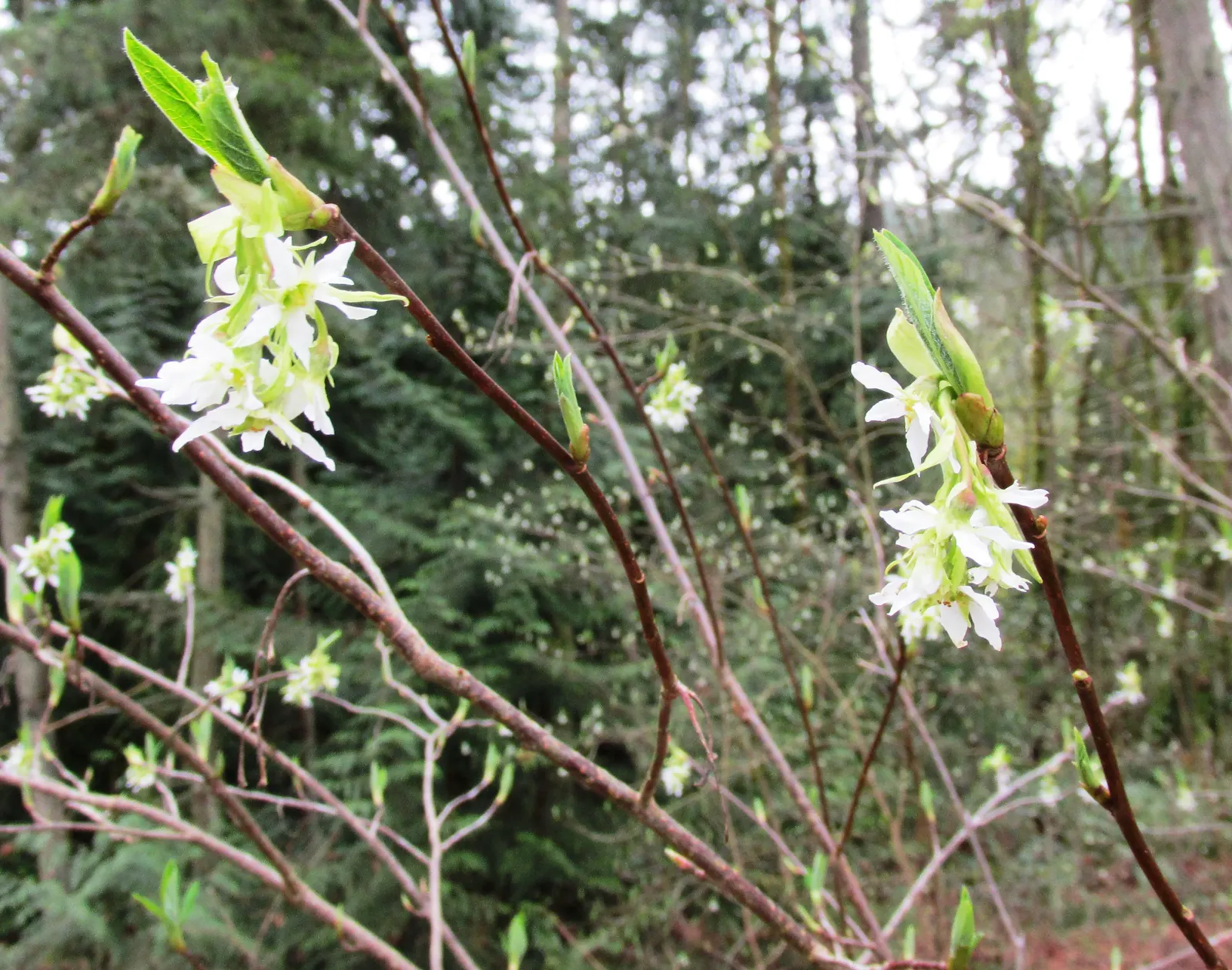 Ocean Spray (Holodiscus Discolor) — Growing 5-13 feet tall with a similar spread, its arching branches create an elegant fountain shape; though it prefers