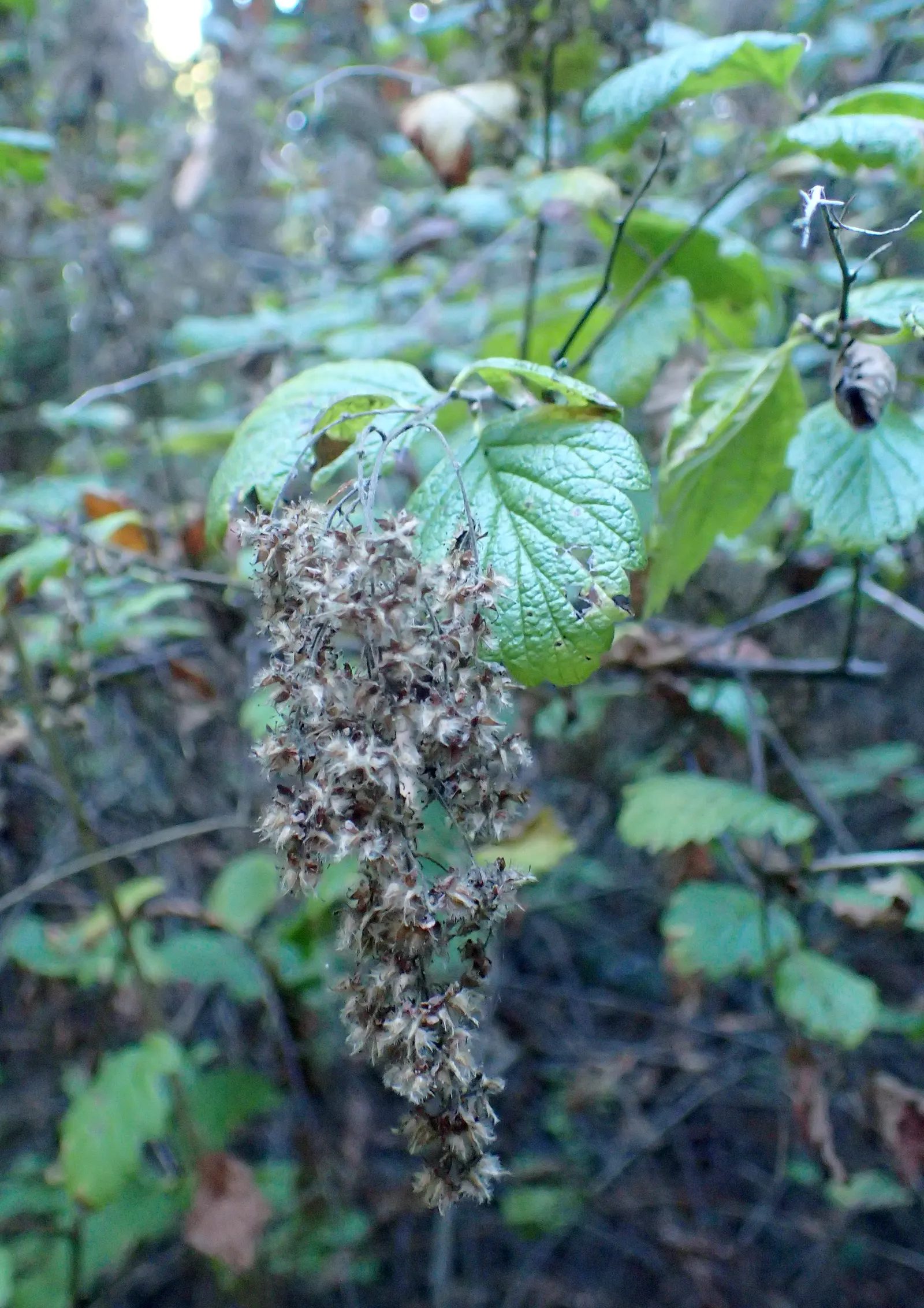 Ocean Spray (Holodiscus Discolor) — officially recognized as Holodiscus discolor; a North American native shrub