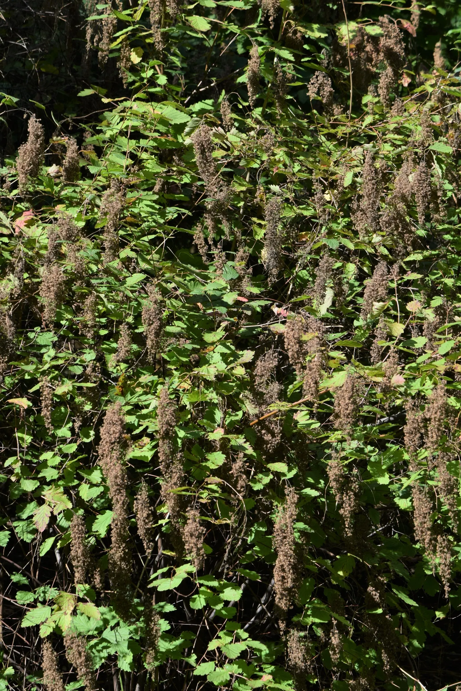 Ocean Spray (Holodiscus Discolor) — impresses with its frothy white to cream flower clusters that bloom profusely in early summer; this North American native