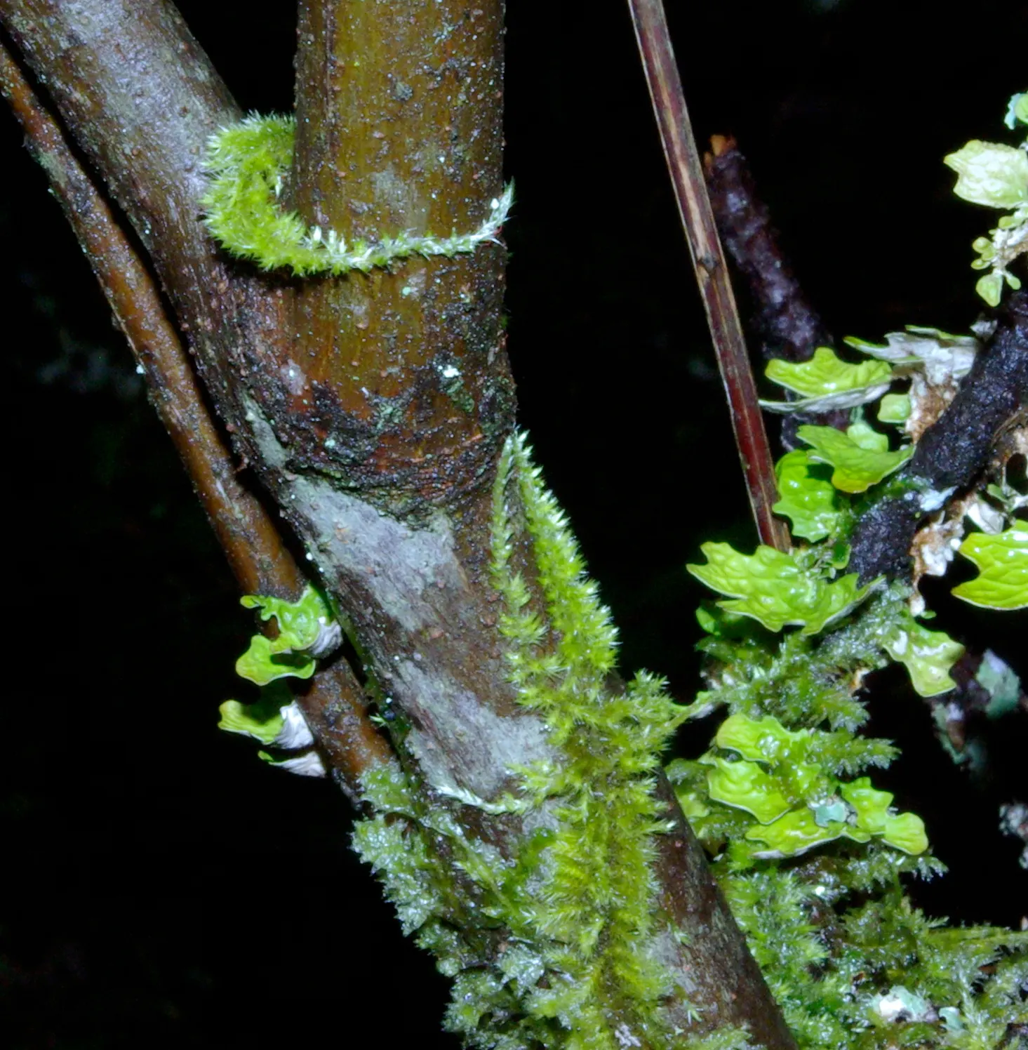 Ocean Spray (Holodiscus Discolor) — which provides its common name