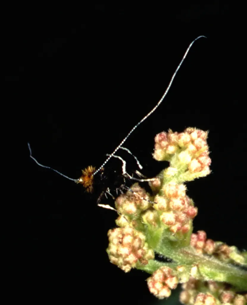 Ocean Spray (Holodiscus Discolor) — The shrub's distinctive 5 to 8-inch-long flower panicles bloom profusely in late spring to early summer