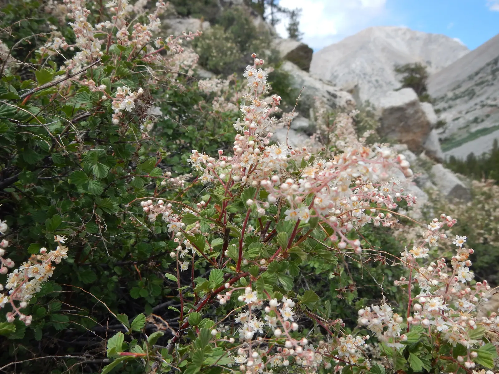 Ocean Spray (Holodiscus Discolor) — white flowers in the garden