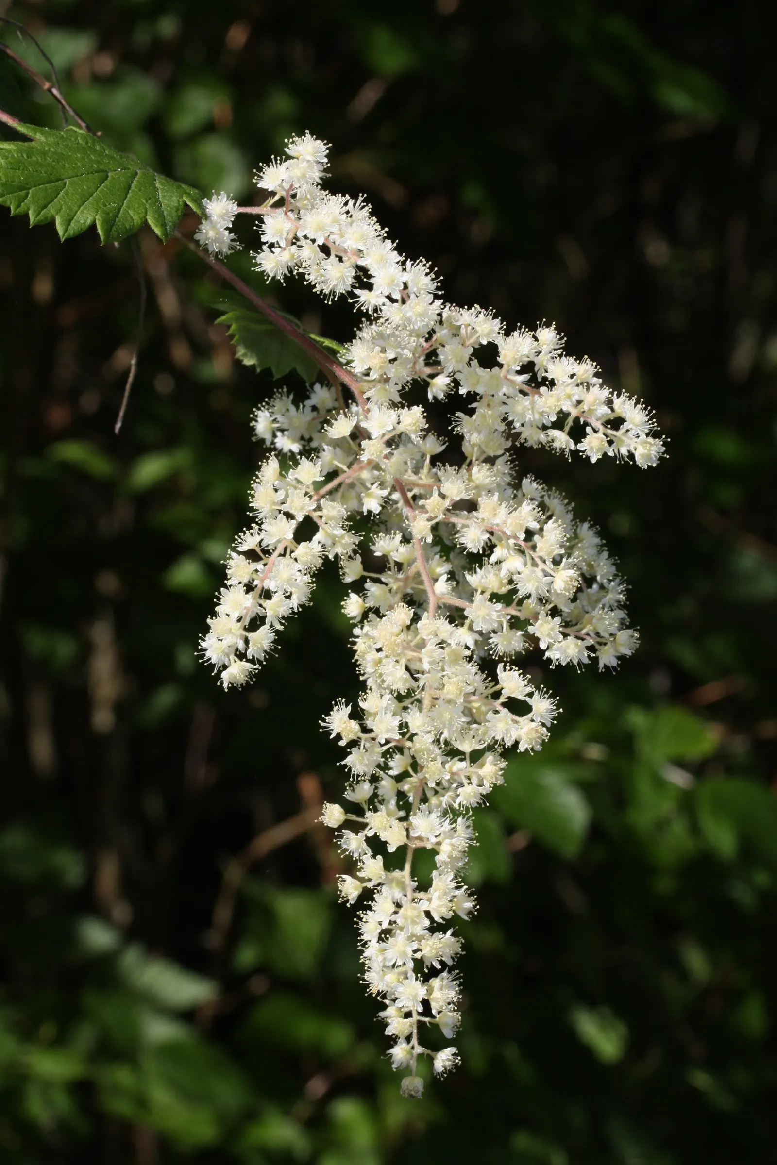 Ocean Spray (Holodiscus Discolor) — shrub with white blooms