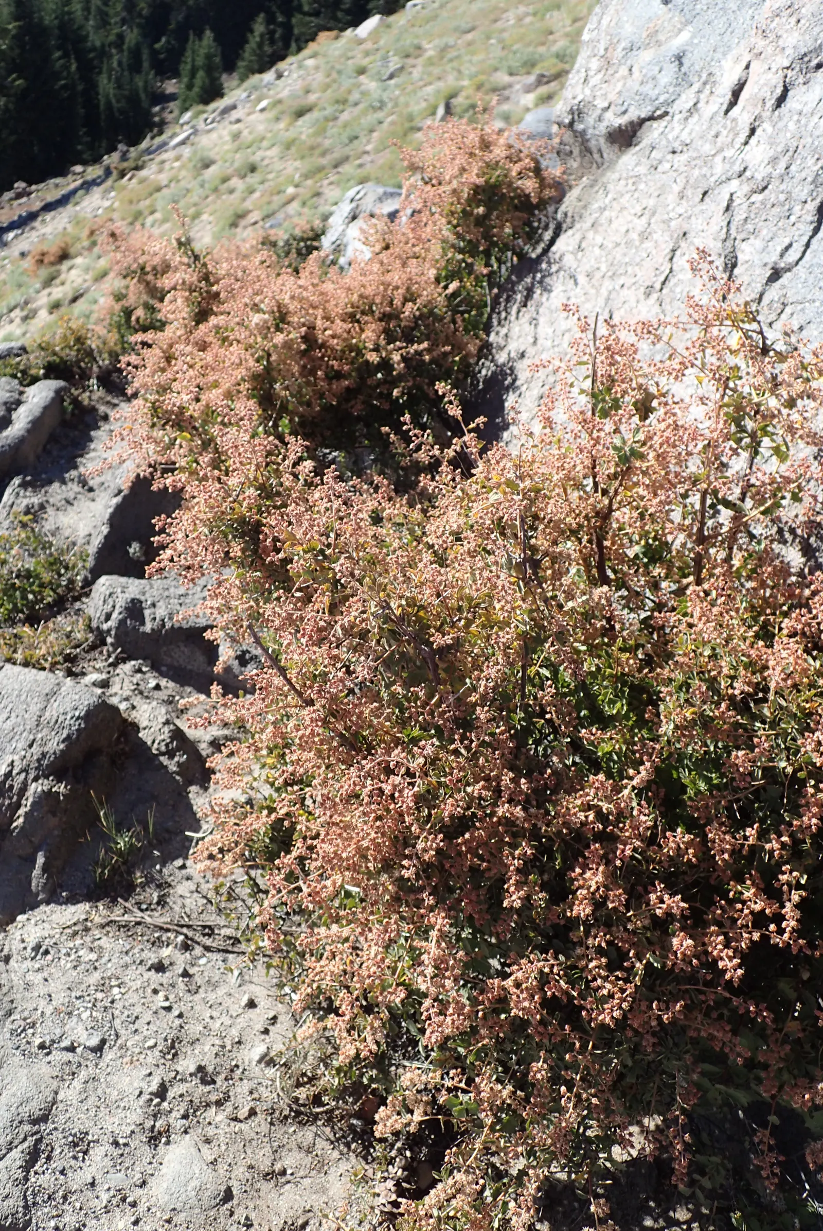 Ocean Spray (Holodiscus Discolor) — and is drought tolerant once established; <br><br>The Ocean Spray's foliage starts with a shade of green which transitions