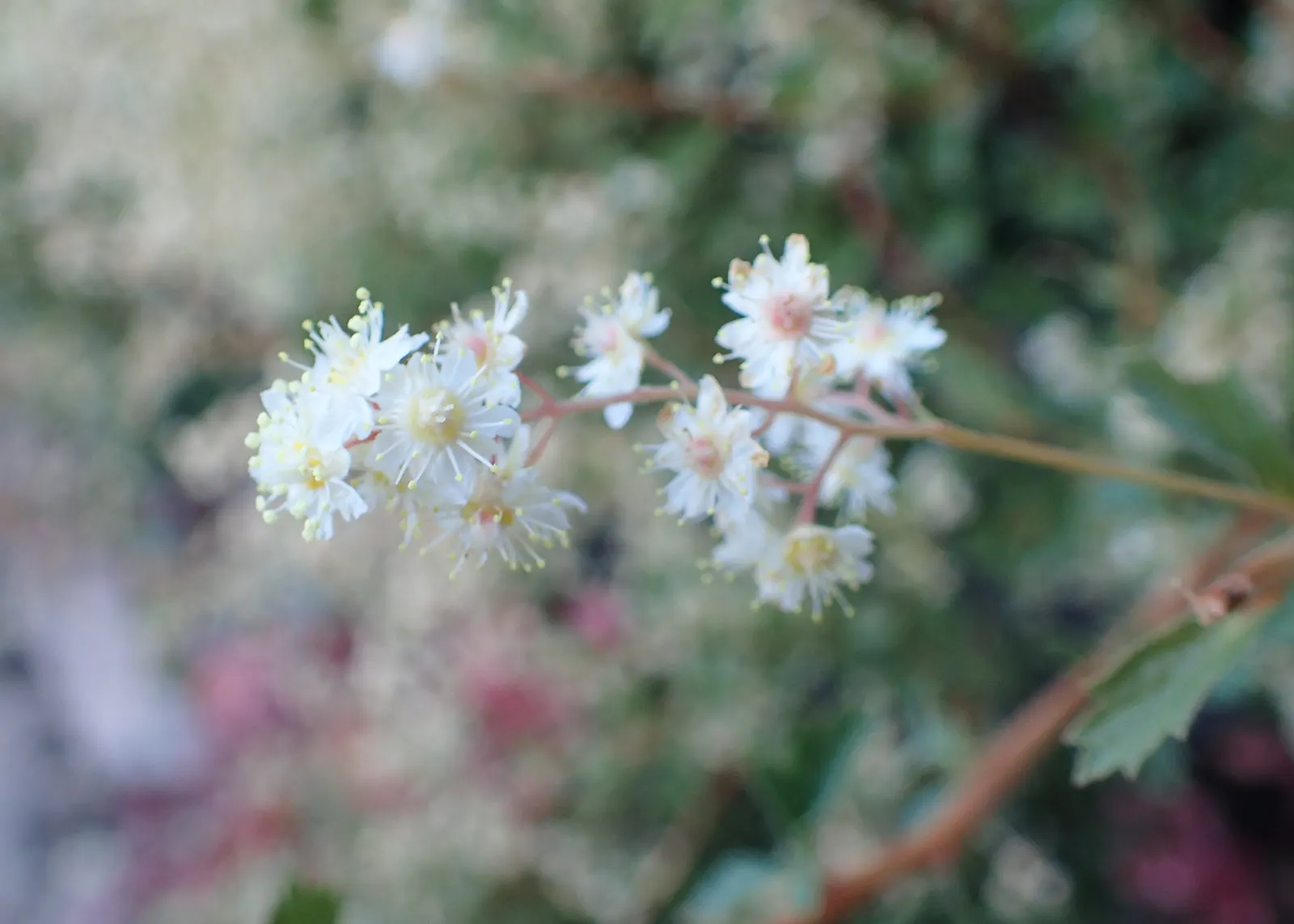Ocean Spray (Holodiscus Discolor) — shrub for full or half