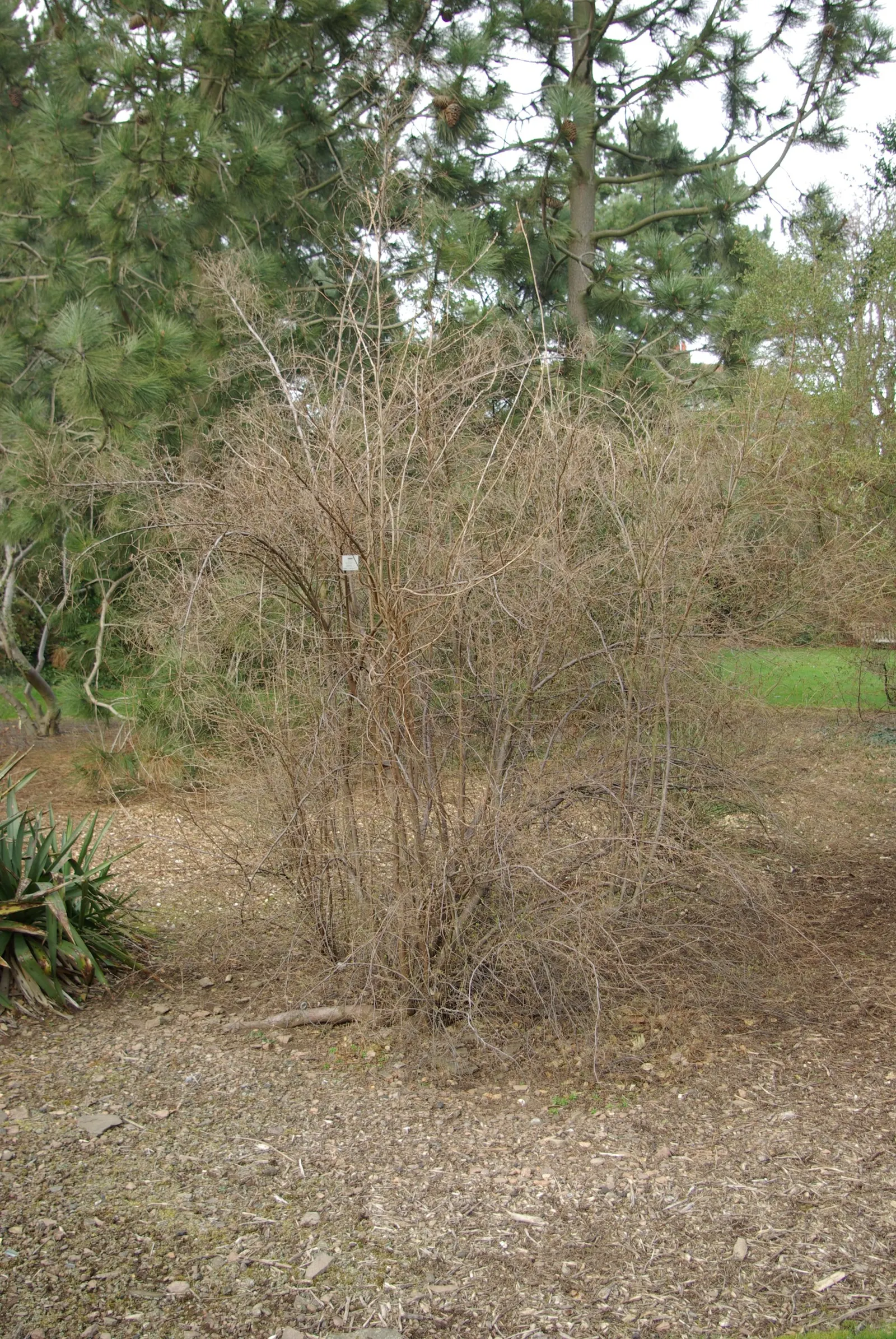 Ocean Spray (Holodiscus Discolor) — making it an excellent option for sustainable landscaping.<br><br>For landscape design