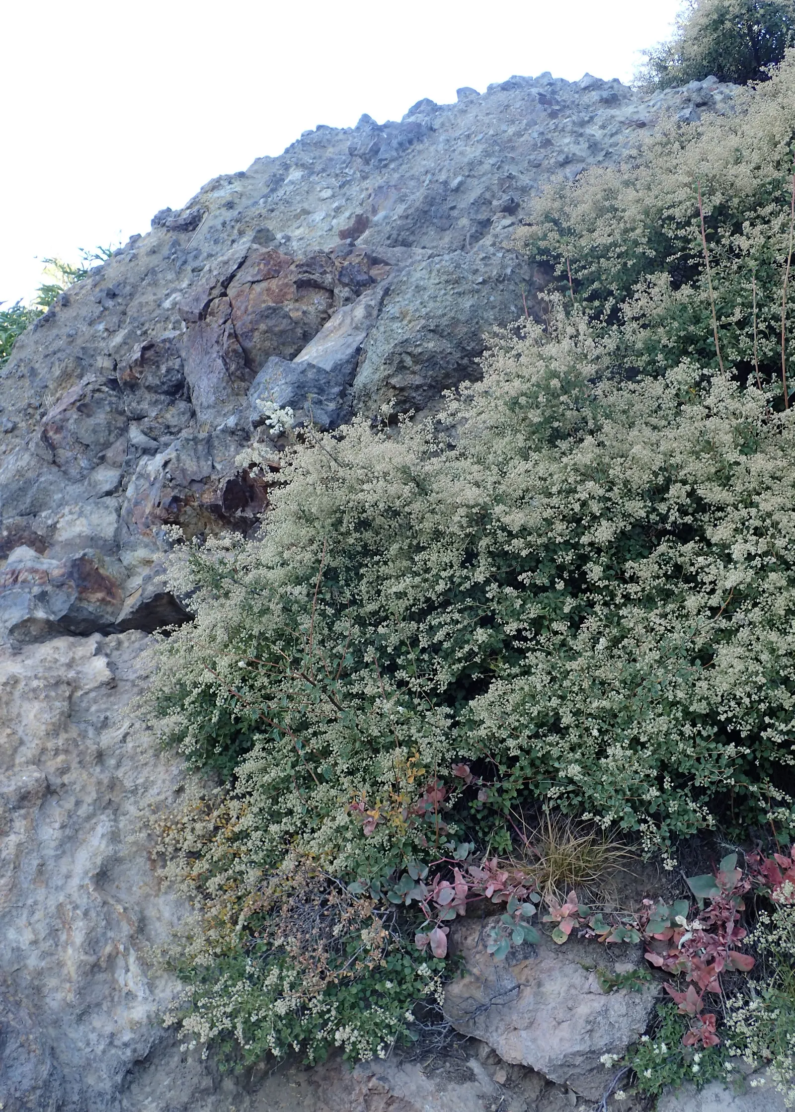 Ocean Spray (Holodiscus Discolor) — prefers full sun to partial shade