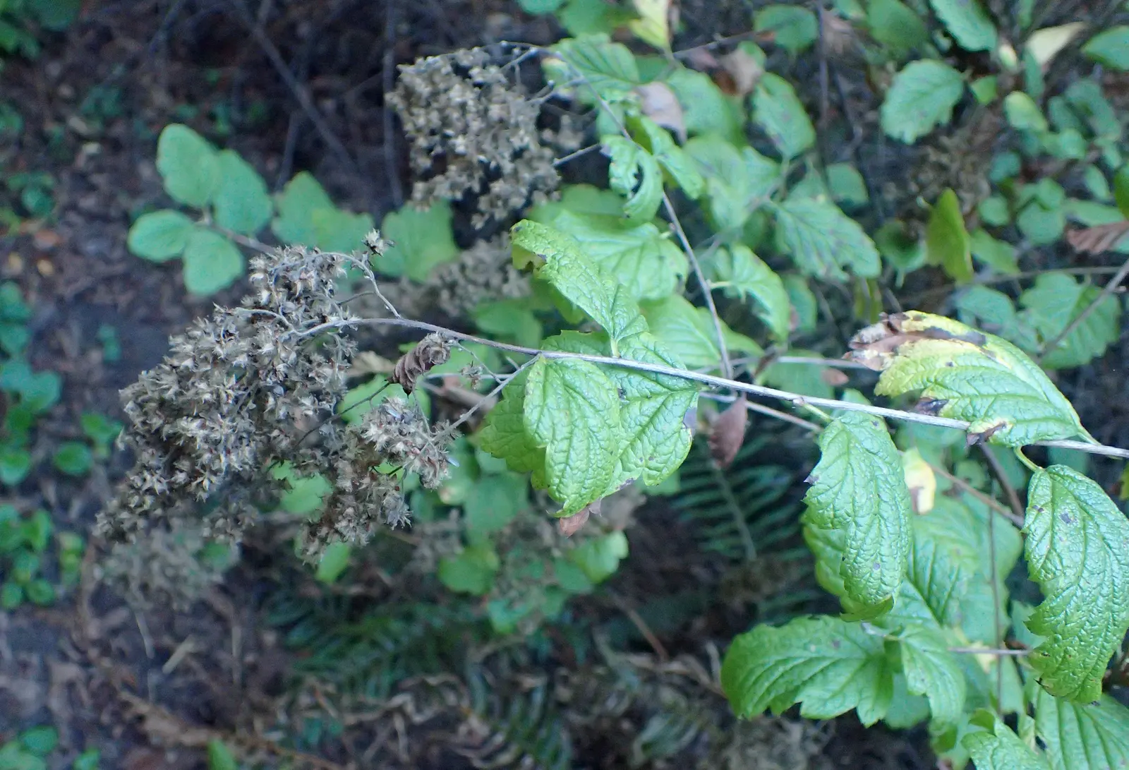 Ocean Spray (Holodiscus Discolor) — <br><br>The Ocean Spray's foliage starts with a shade of green which transitions to a delicate yellow; which provides its