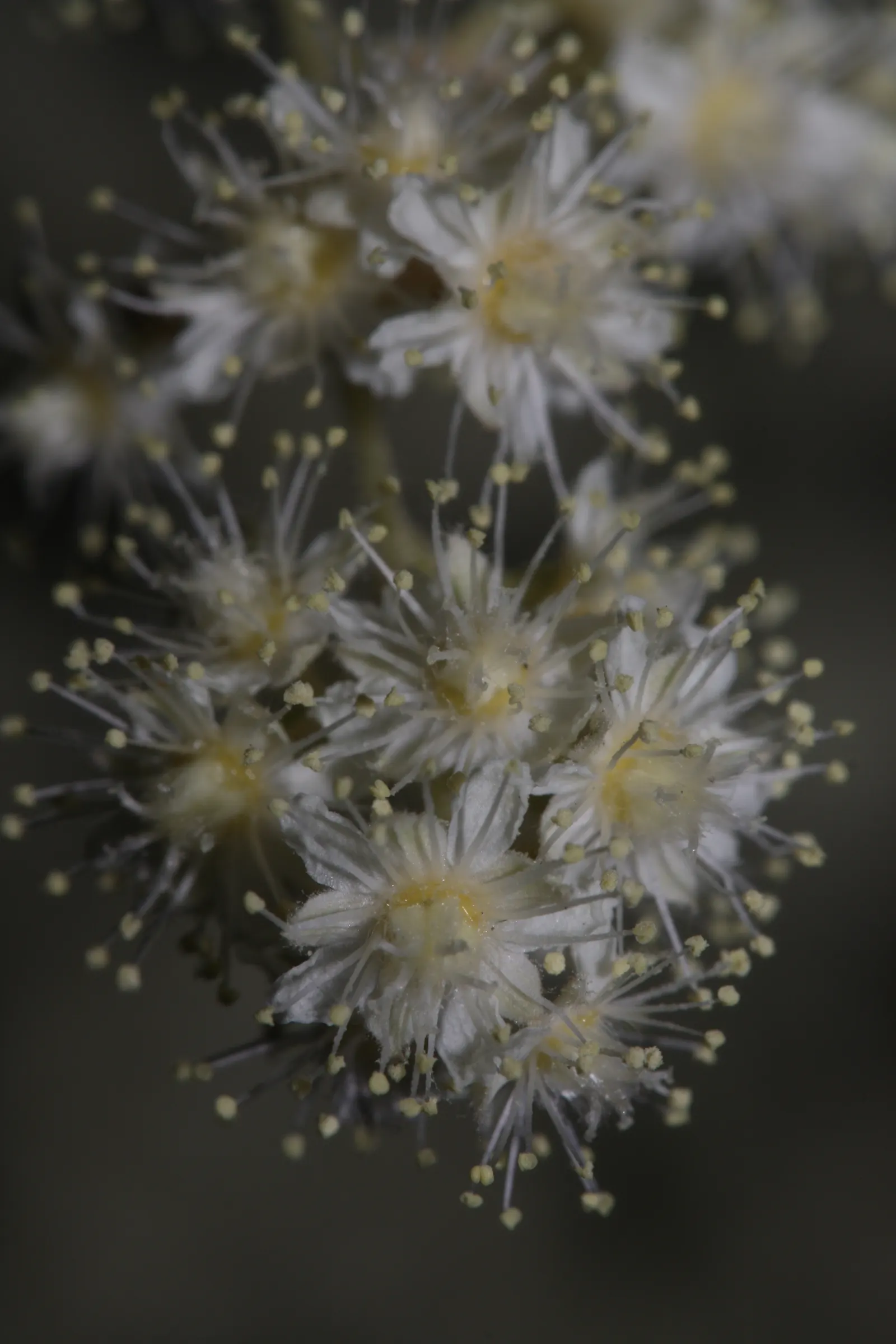 Ocean Spray (Holodiscus Discolor) — is a versatile and visually appealing deciduous shrub known for its cascading clusters of creamy white flowers