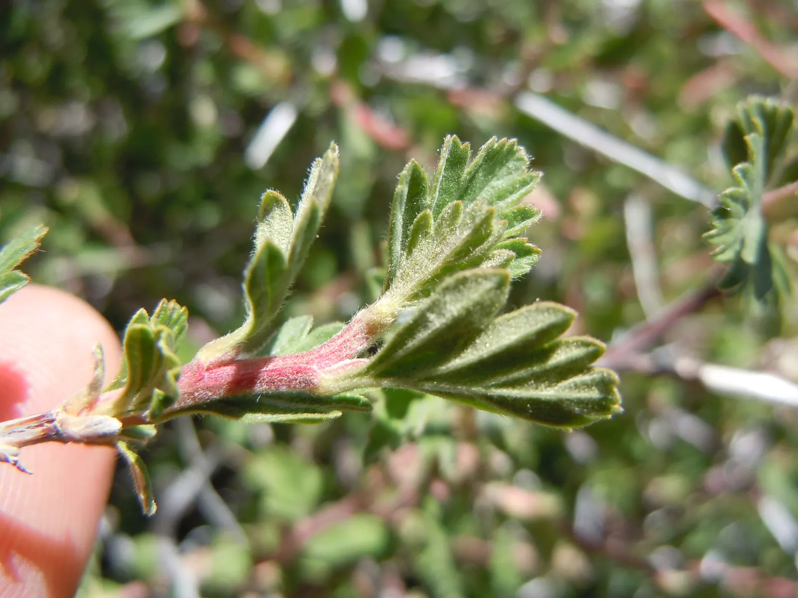 Ocean Spray (Holodiscus Discolor) — Pruning is advised right after flowering to maintain its desired shape and to encourage robust new growth