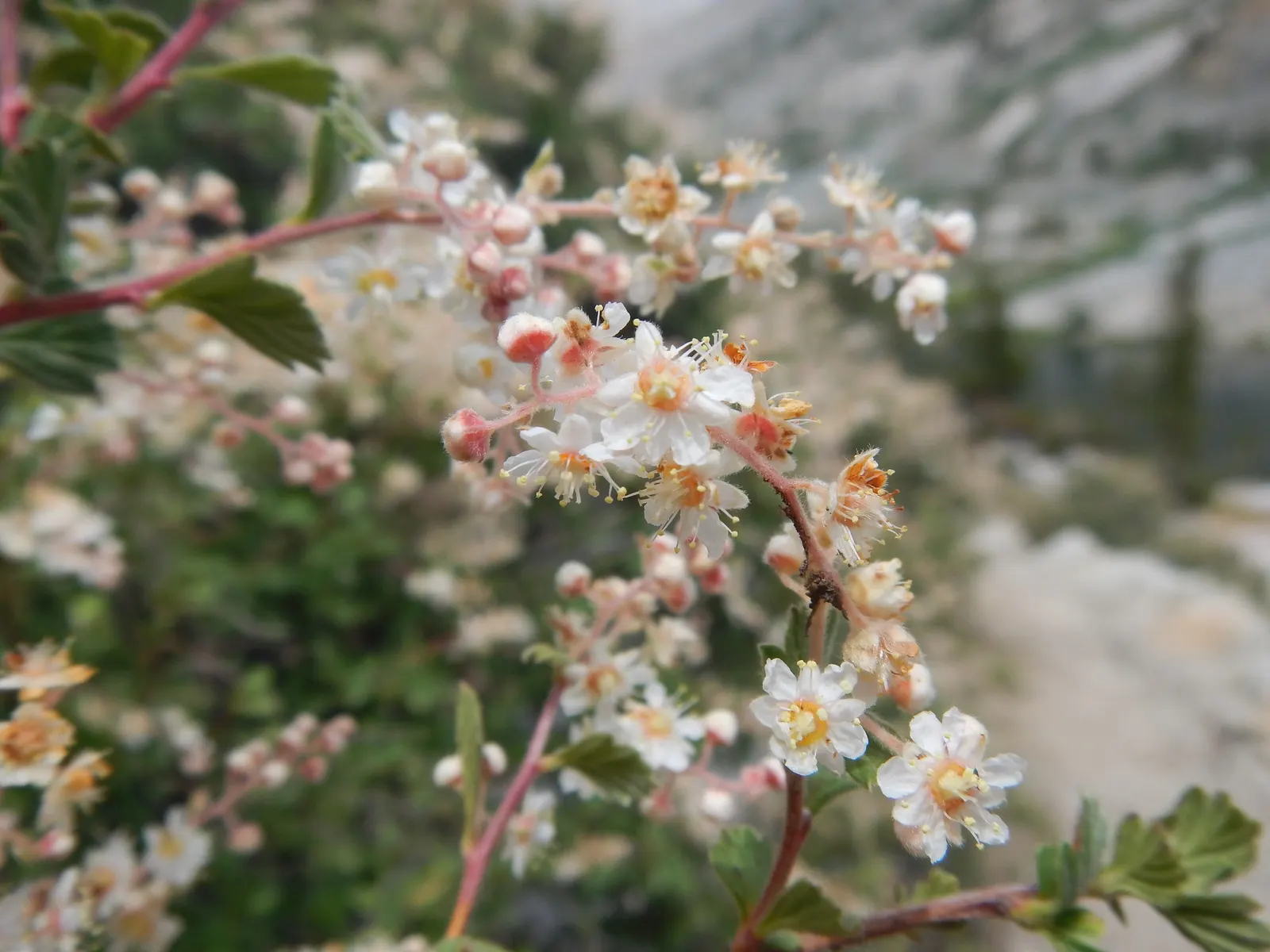 Ocean Spray (Holodiscus Discolor) — This deciduous shrub thrives in USDA zones 5-9