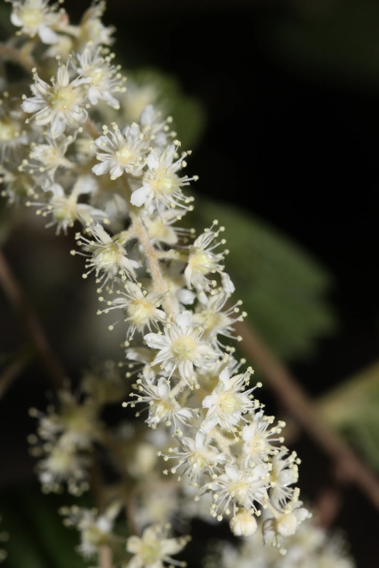 Ocean Spray (Holodiscus Discolor) — This North American native generally matures to a height of 8 to 15 feet and spreads out 6 to 10 feet; furthermore, it can