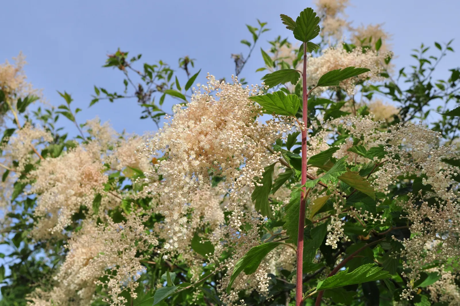 Ocean Spray (Holodiscus Discolor) — making it an excellent option for sustainable landscaping.<br><br>For landscape design; perfect for naturalized or wildlife