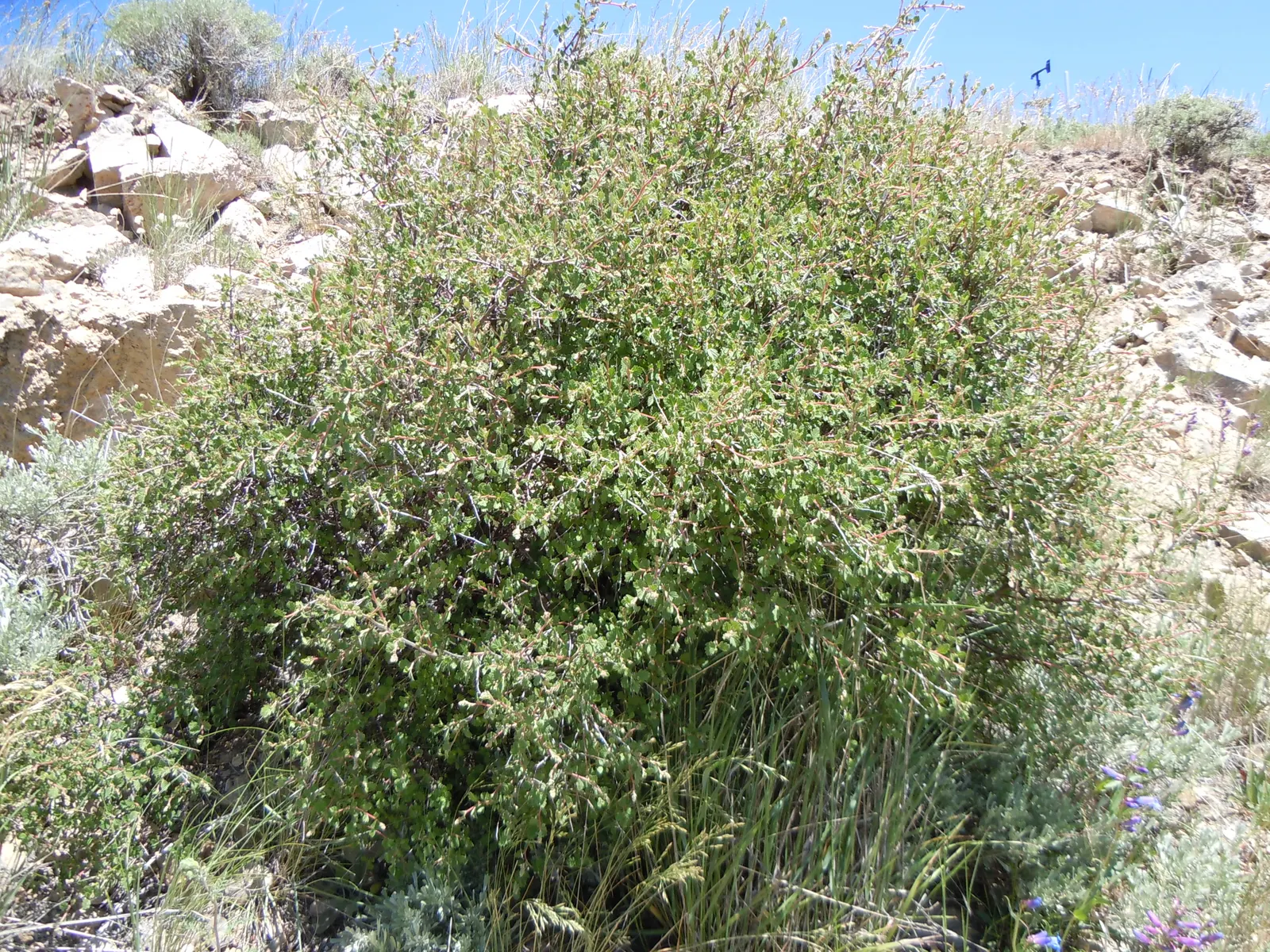 Ocean Spray (Holodiscus Discolor) — Growing 5-13 feet tall with a similar spread, its arching branches create an elegant fountain shape