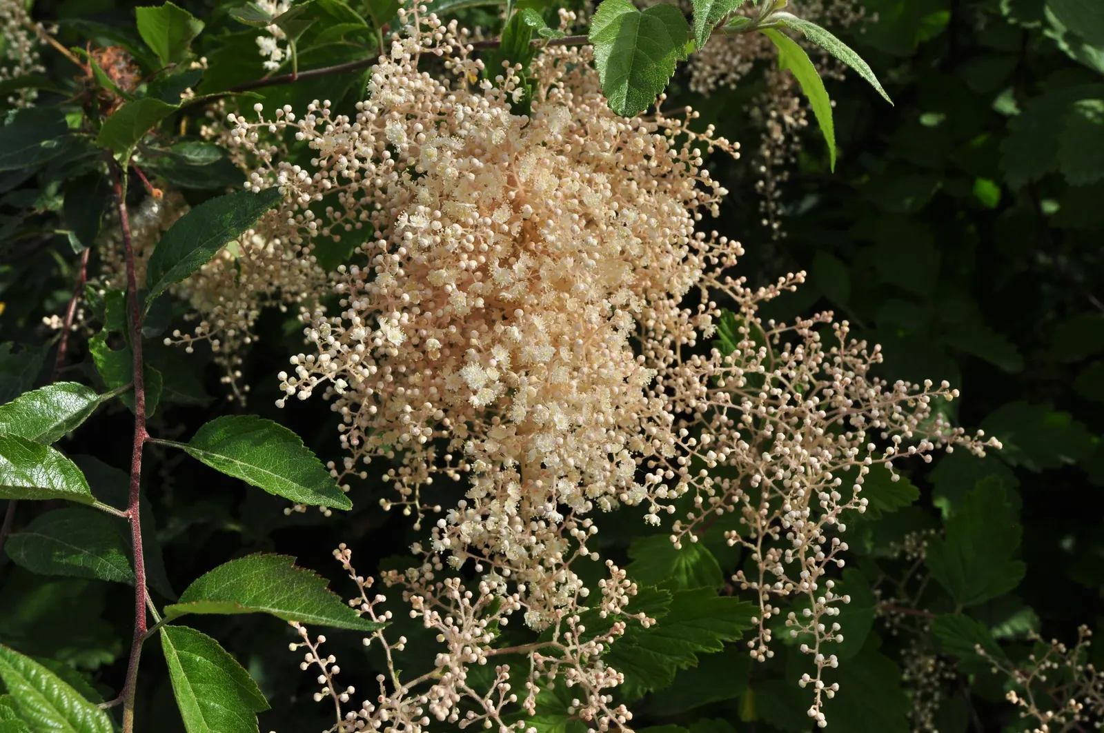 Ocean Spray (Holodiscus Discolor) — Furthermore, it can be used for erosion control on slopes due to its extensive root system; ocean Spray can serve as an