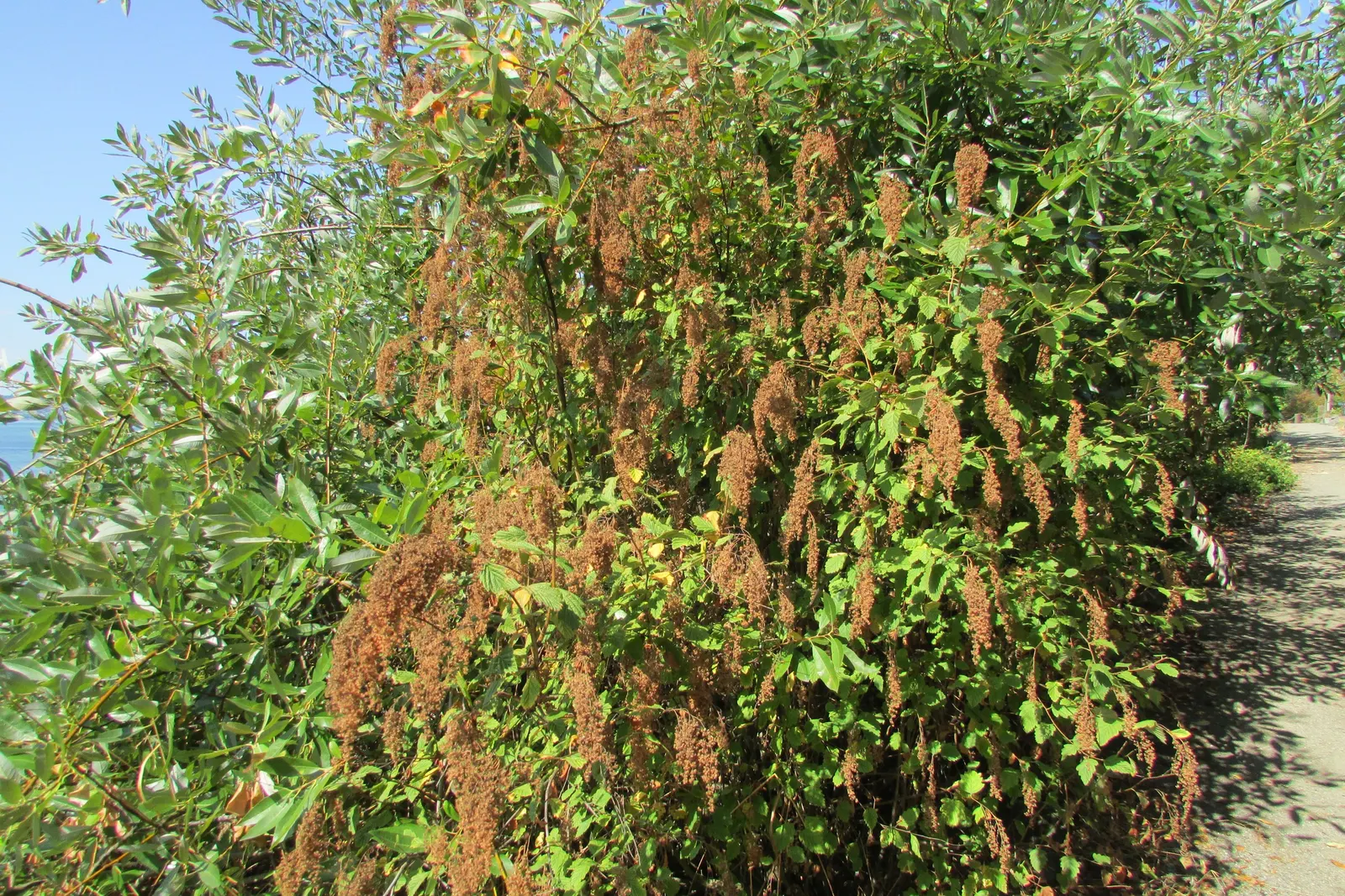 Ocean Spray (Holodiscus Discolor) — a North American native shrub; this deciduous shrub thrives in USDA zones 5-9