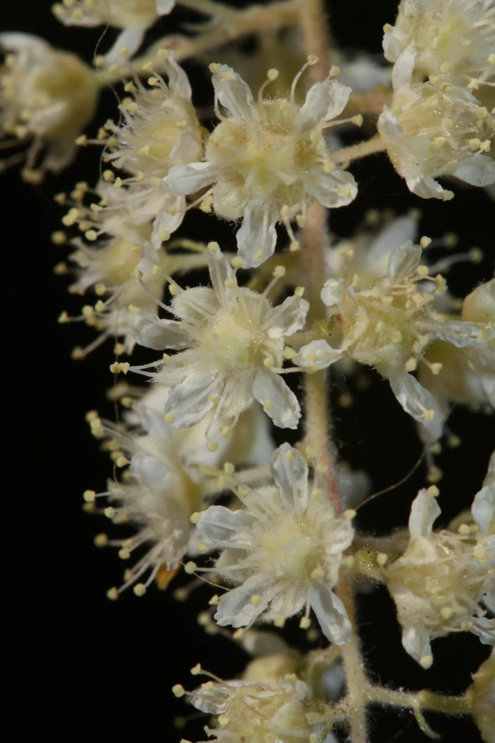 Ocean Spray (Holodiscus Discolor) — adding seasonal interest to your client's garden; demonstrating adaptability to a range of soil conditions