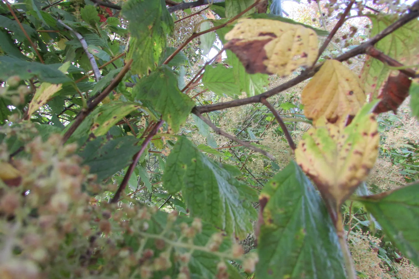 Ocean Spray (Holodiscus Discolor) — officially recognized as Holodiscus discolor