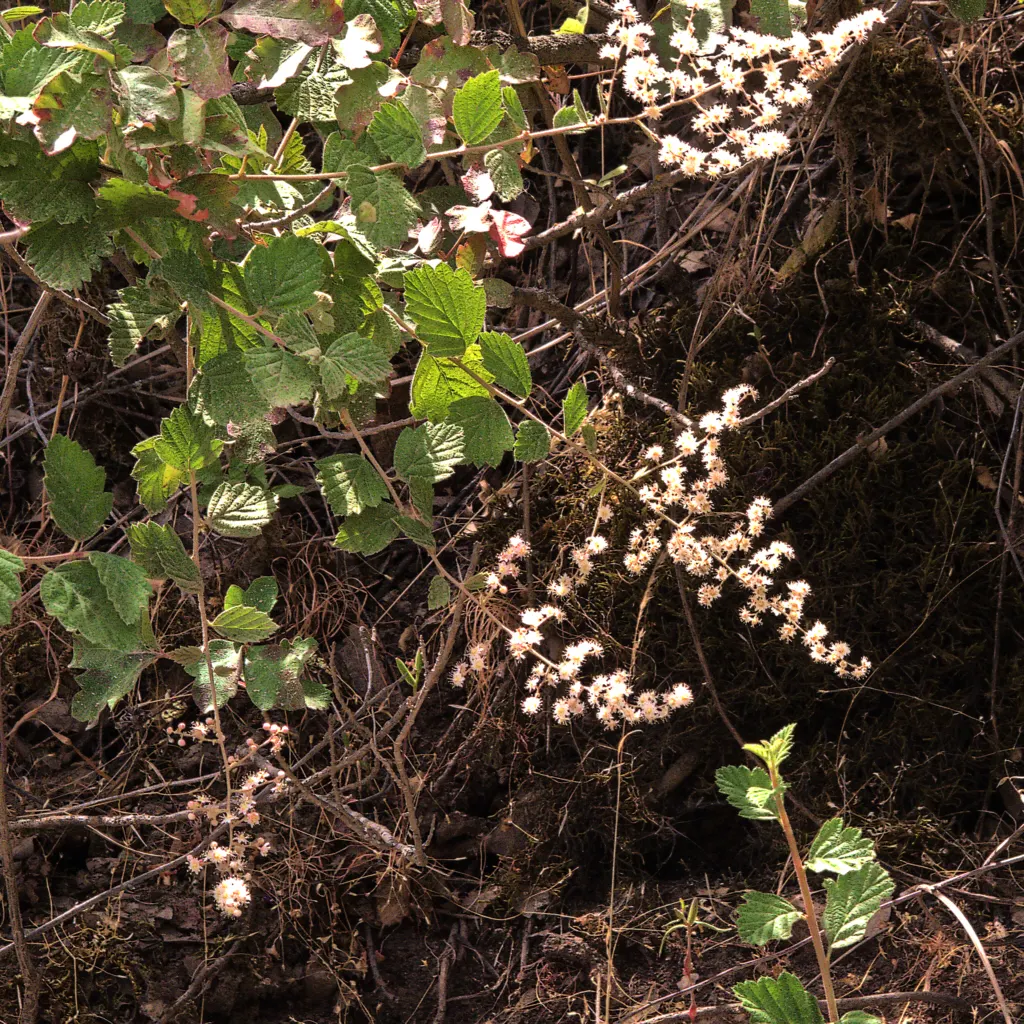 Ocean Spray (Holodiscus Discolor) — though it prefers well-drained loamy or sandy soils
