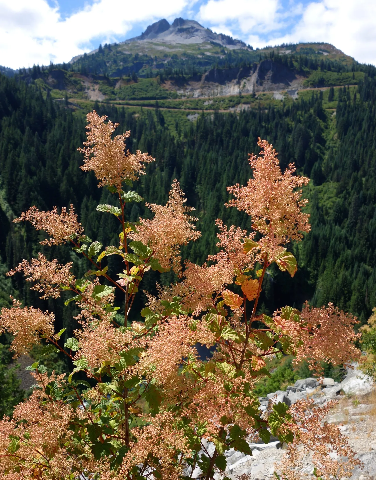 Ocean Spray (Holodiscus Discolor) — a North American native shrub