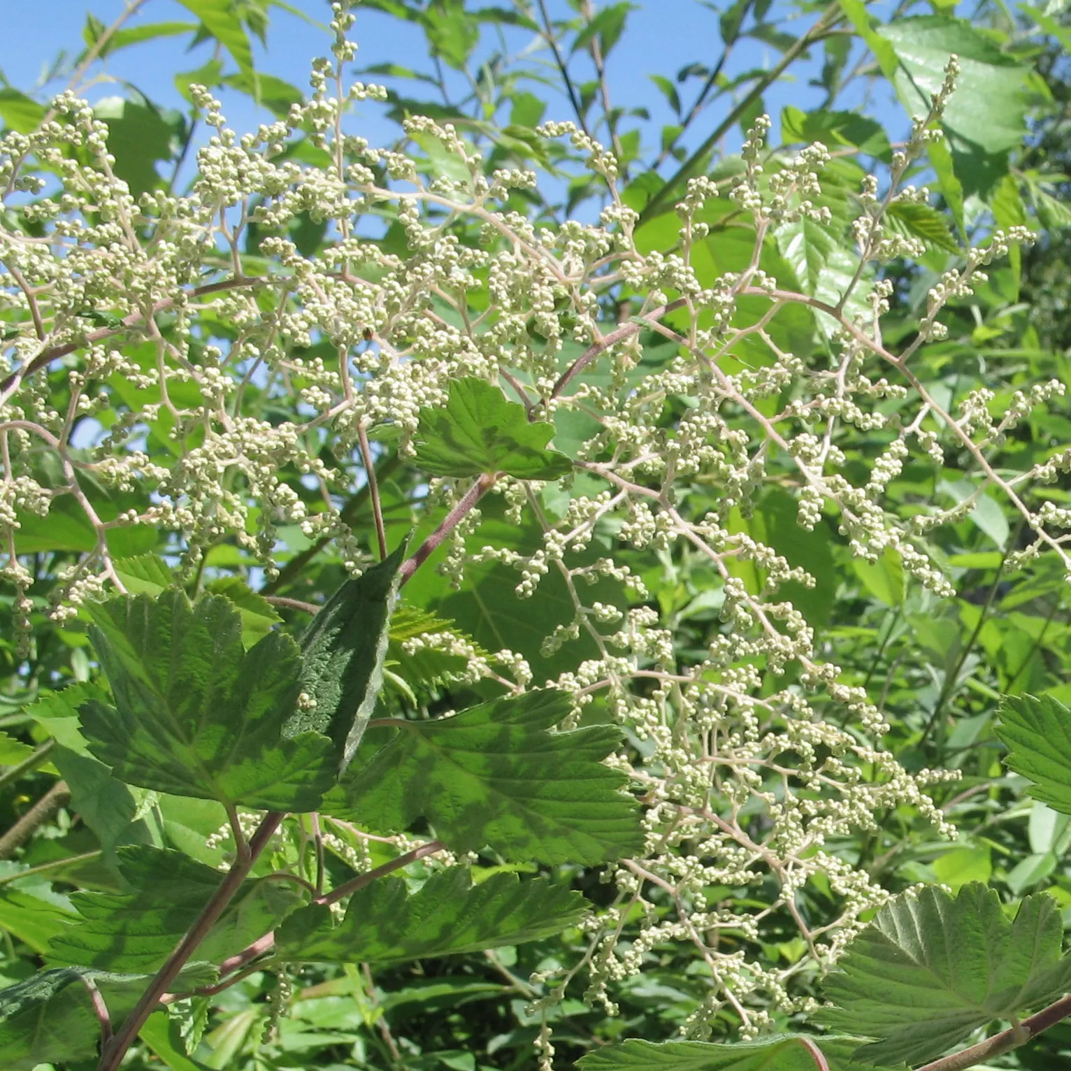 Ocean Spray (Holodiscus Discolor) — slightly arching form to landscape designs