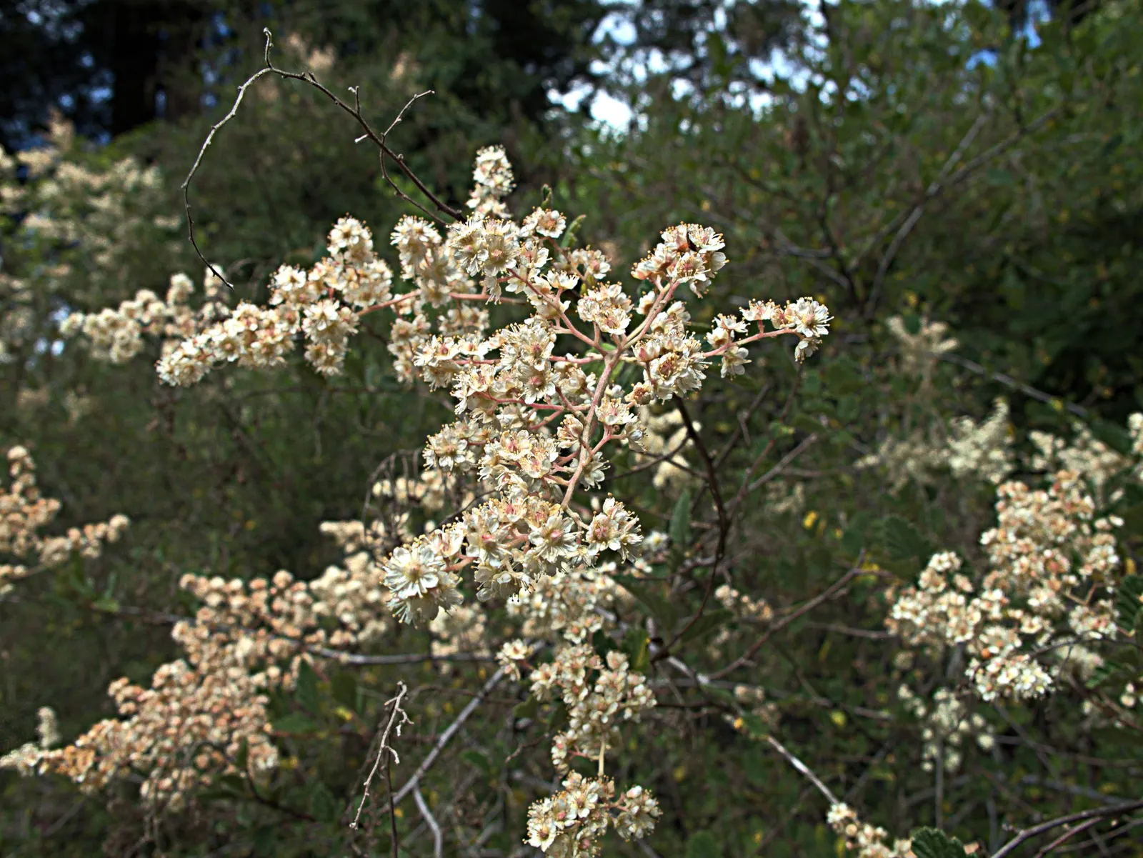 Ocean Spray (Holodiscus Discolor) — Ocean Spray can serve as an effective background plant in mixed borders or native plant gardens