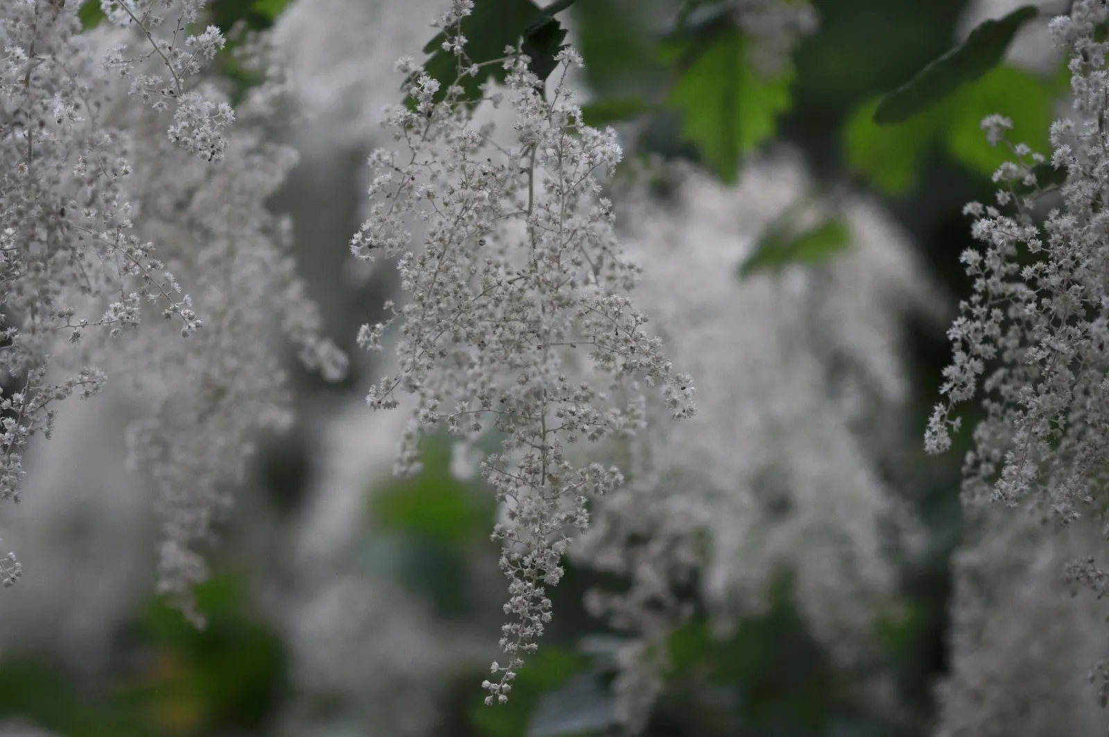 Ocean Spray (Holodiscus Discolor) — Holodiscus discolor thrives in full sun to partial shade